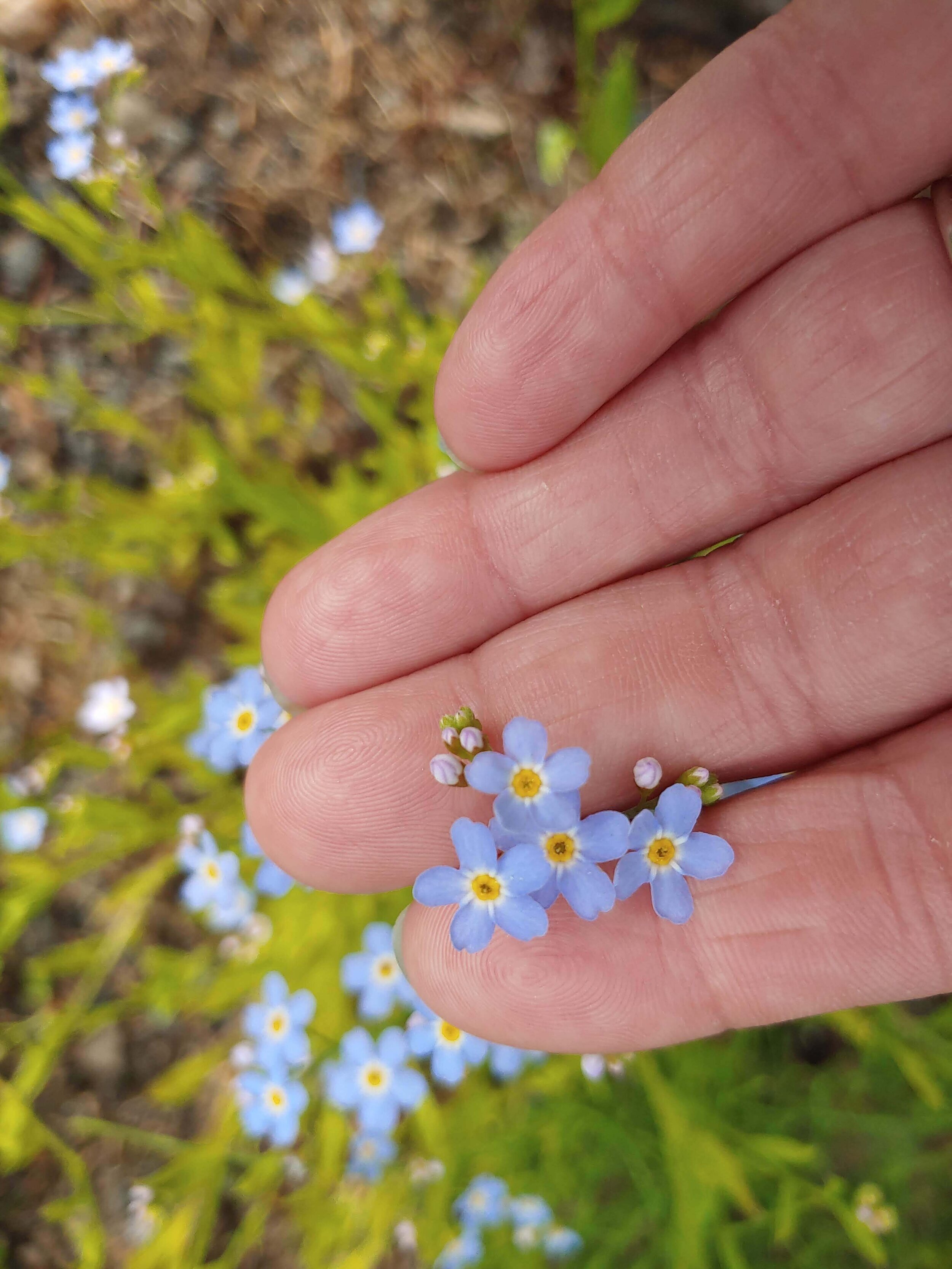 Blue Forget Me Nots