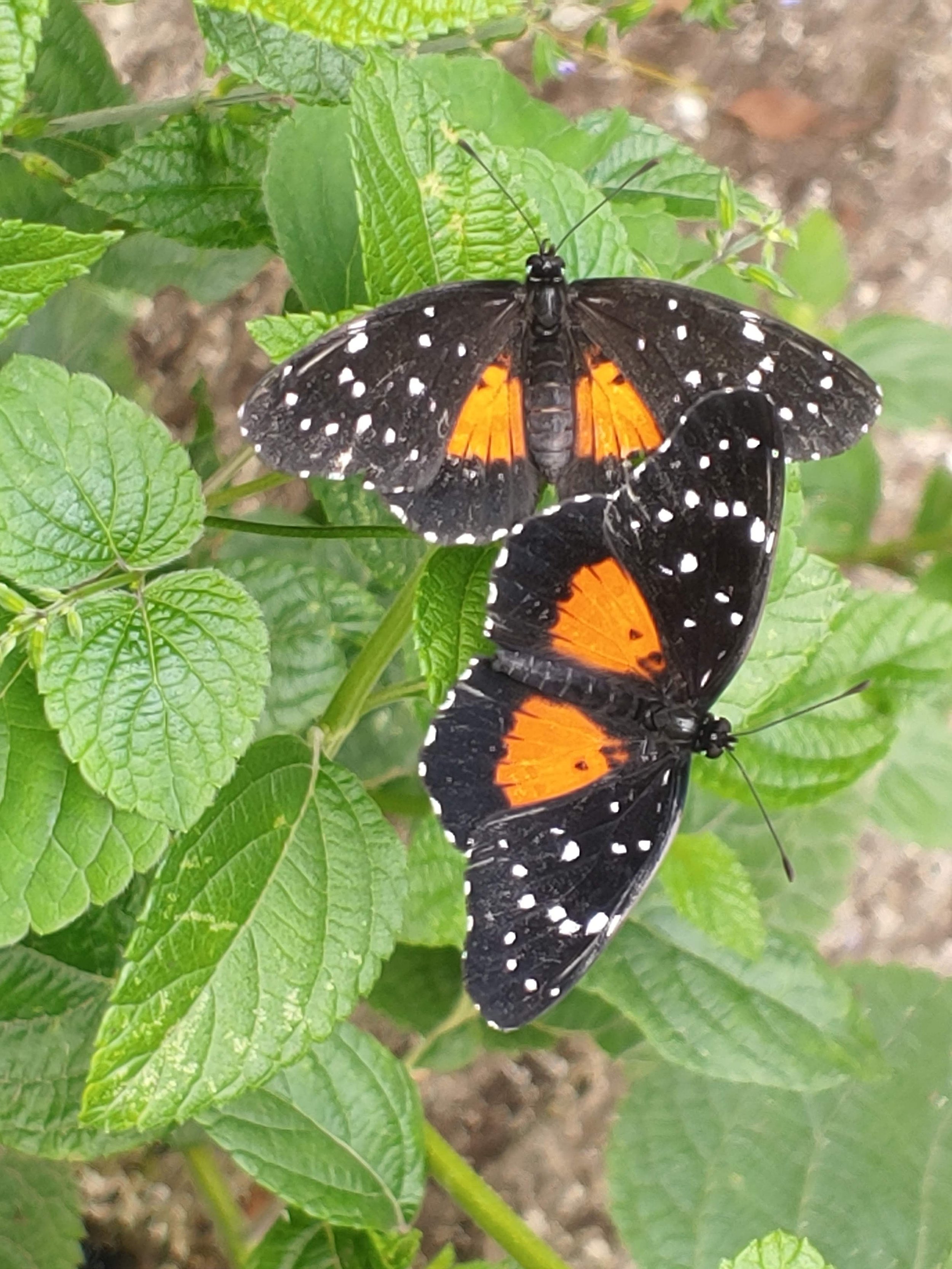 Butterfly Habitat at Caoba Farms