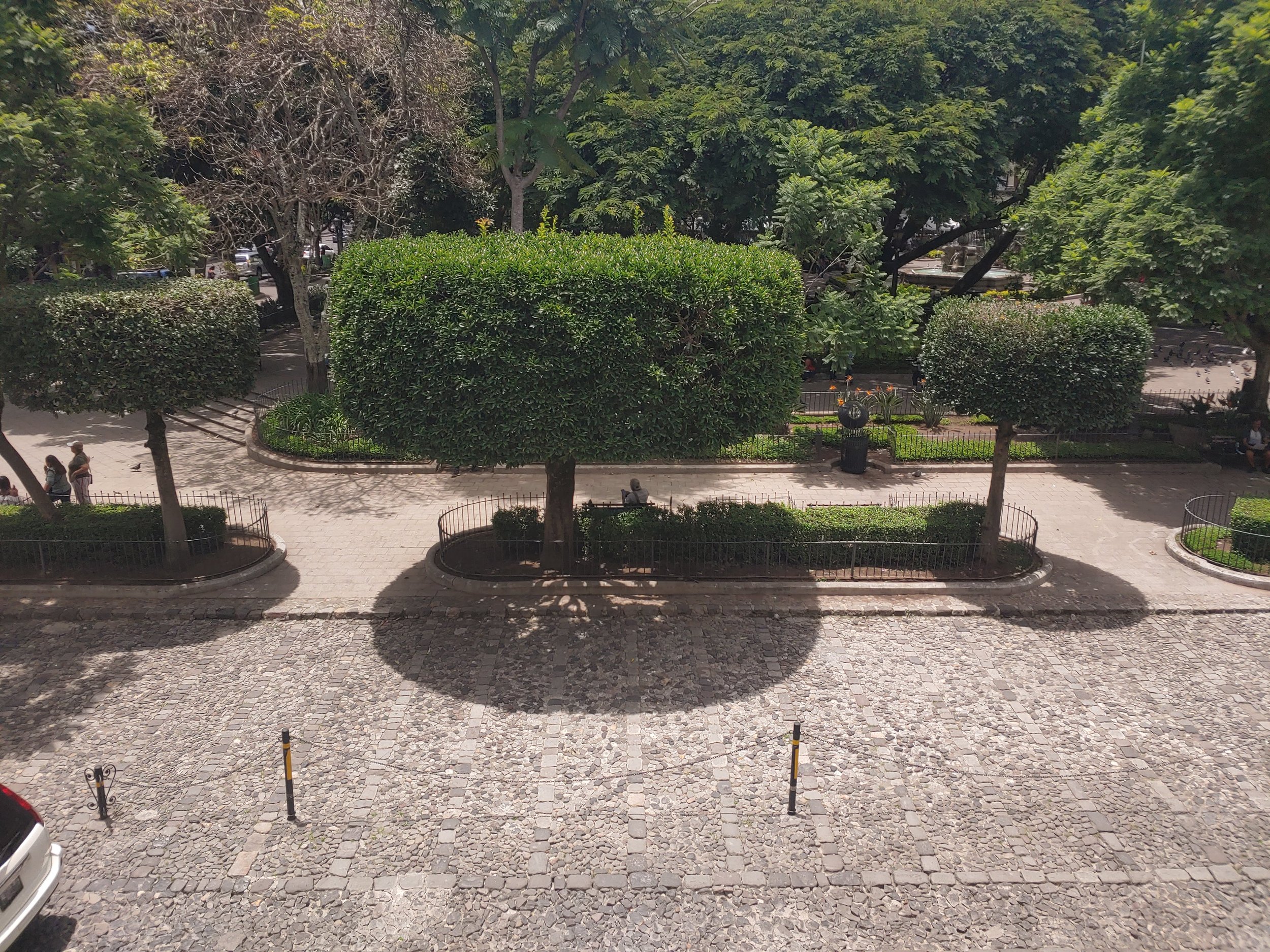 Topiaried Lime Trees in Central Square in Antigua