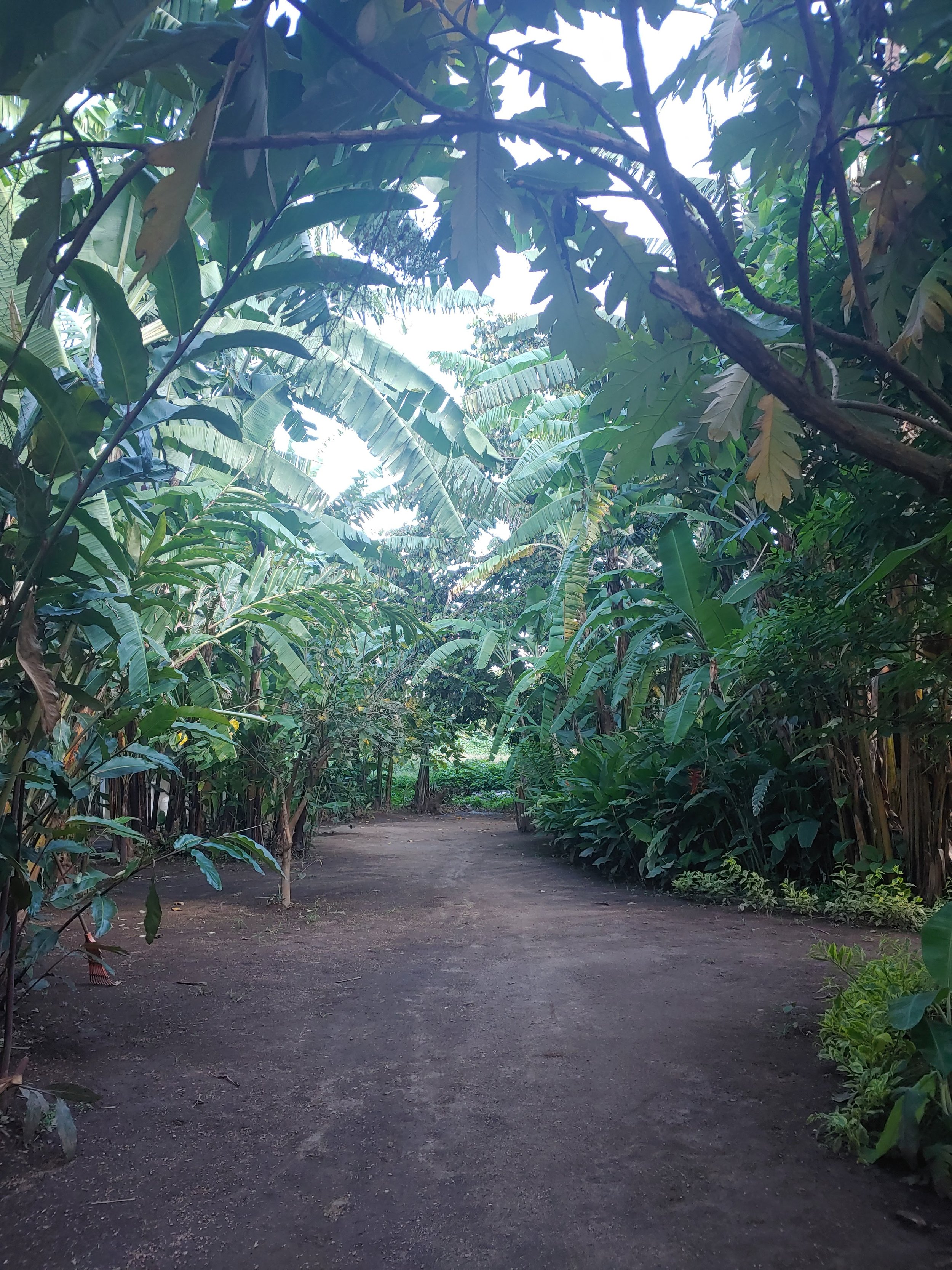 Banana Trees on the Coffee Farm