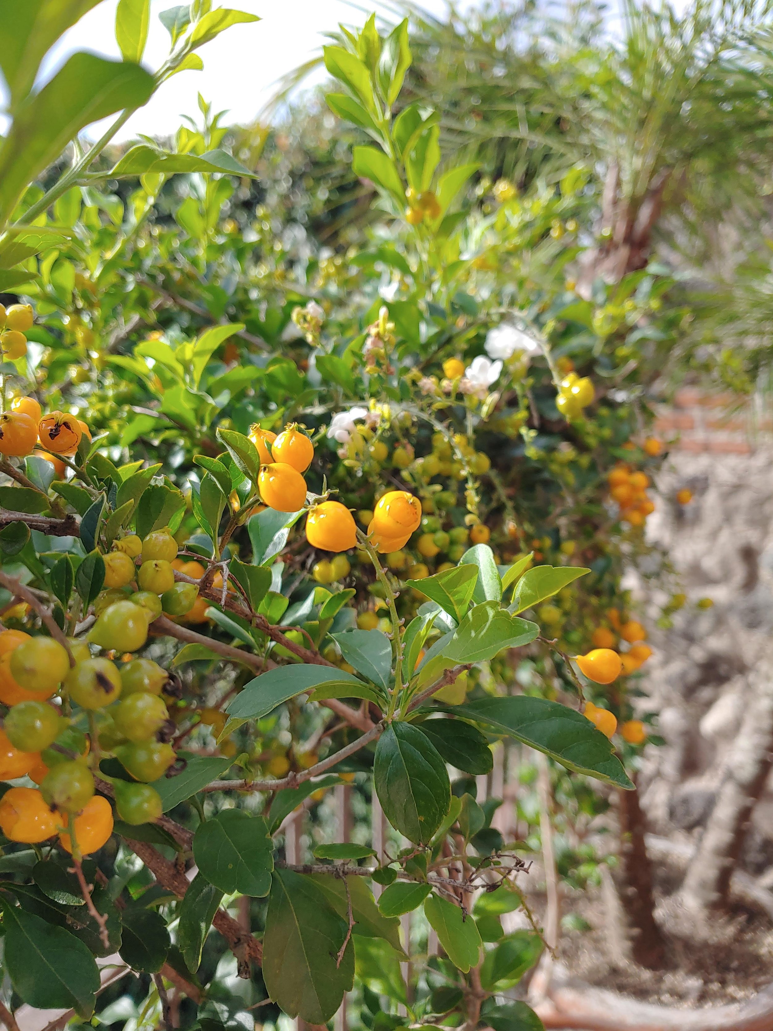 Some type of pepper berry I think?