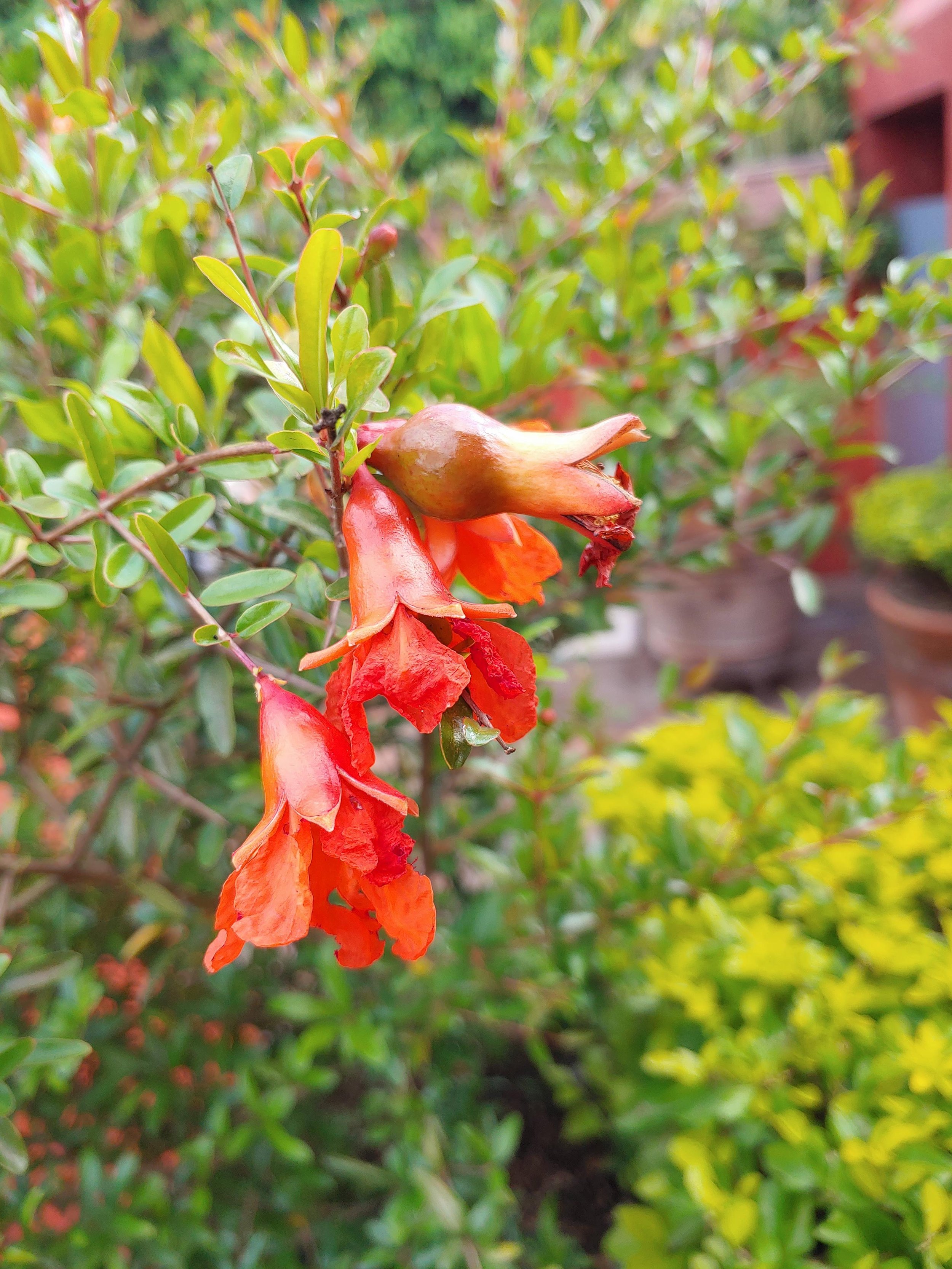 Pomegranate trees