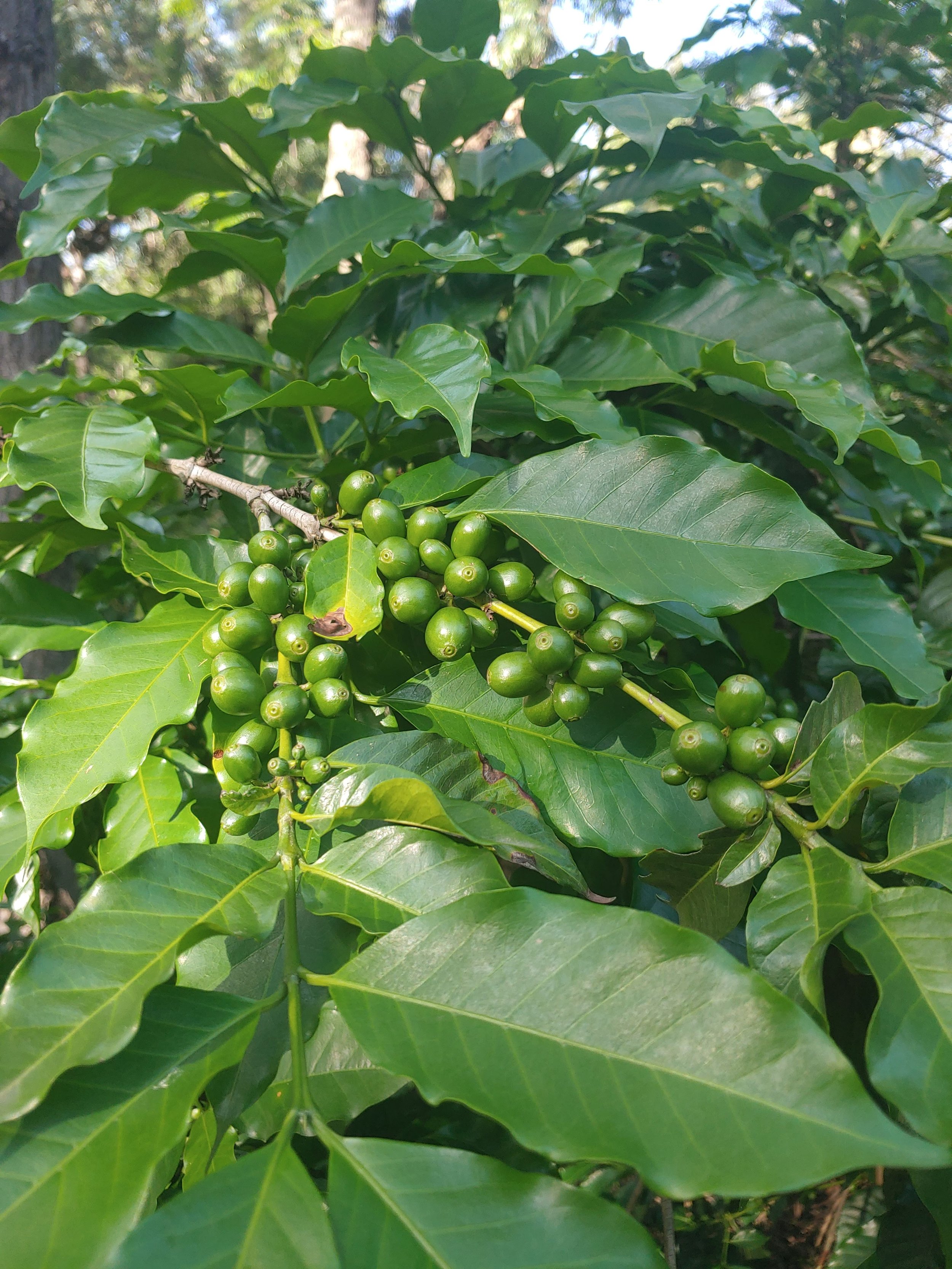 Mature Coffee Plant