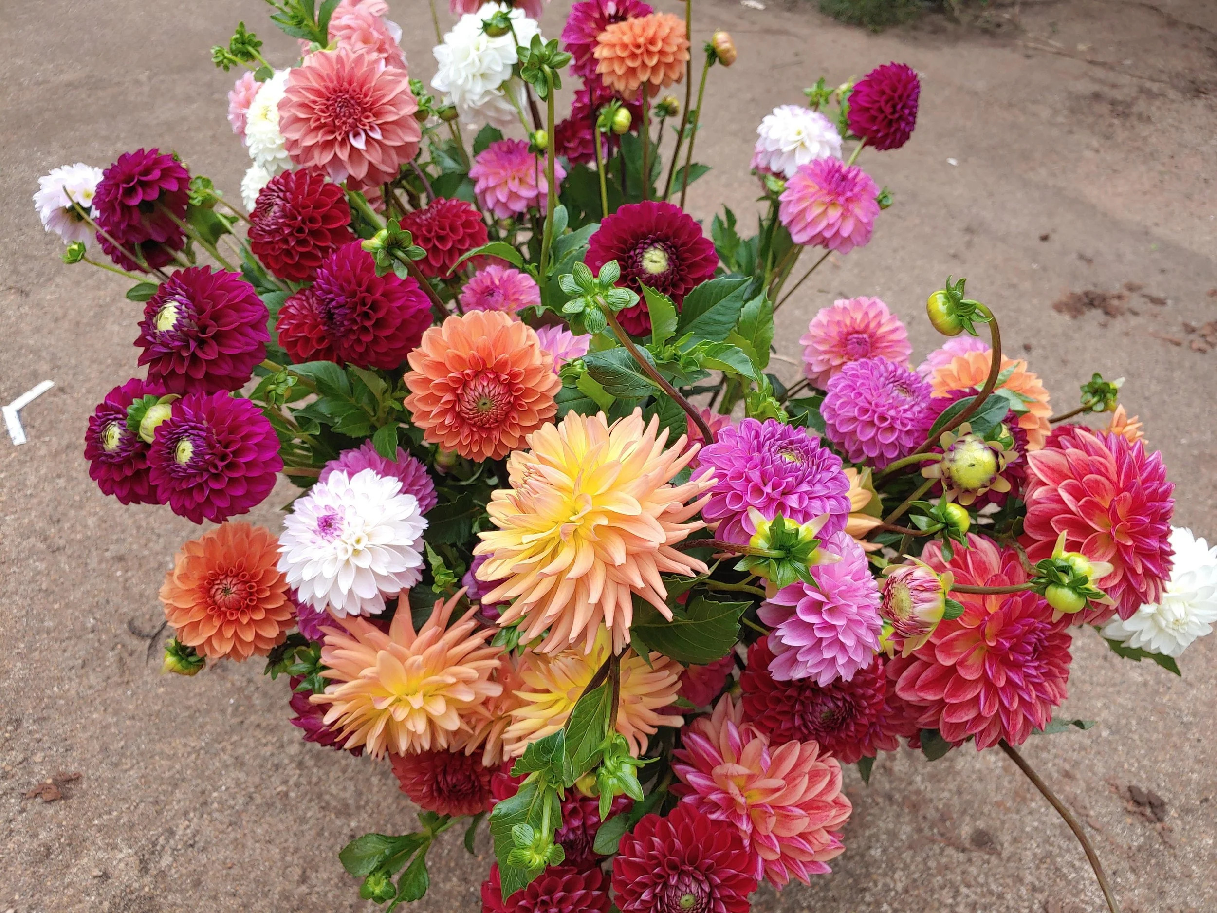 20230913_084025 (1).jpg