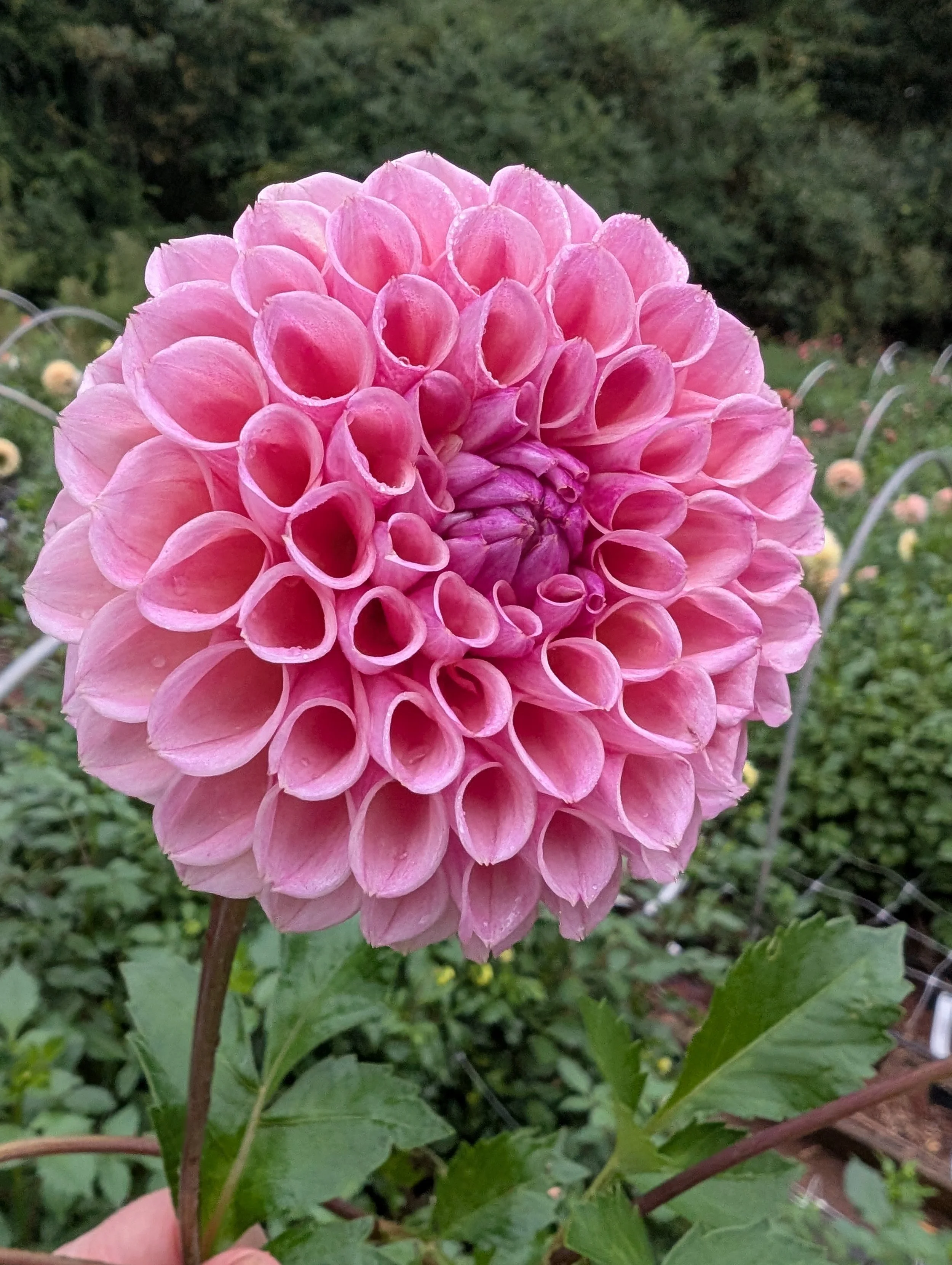 PXL_20250927_134031562 (1).jpg