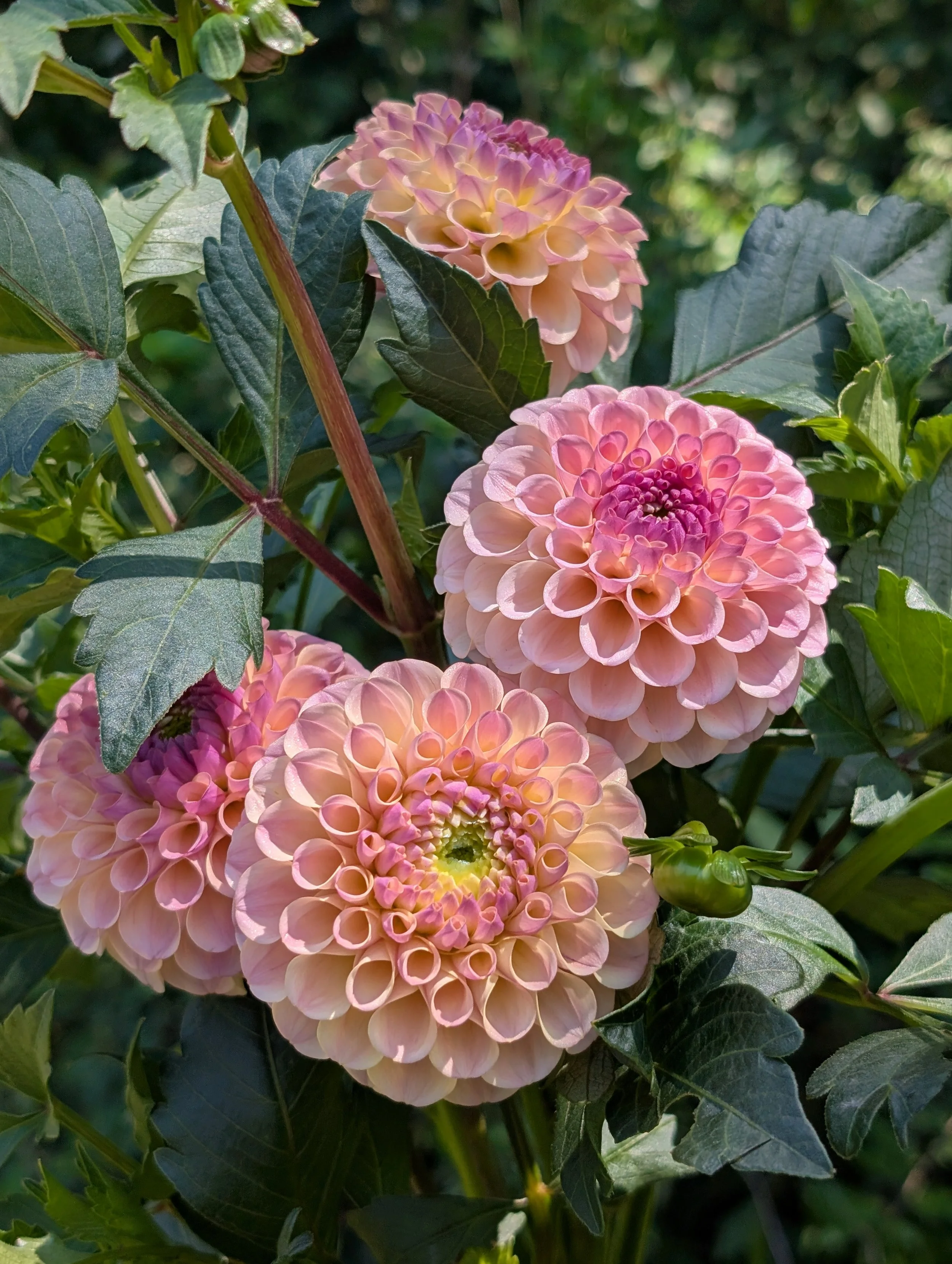 PXL_20250824_162612488 (1).jpg