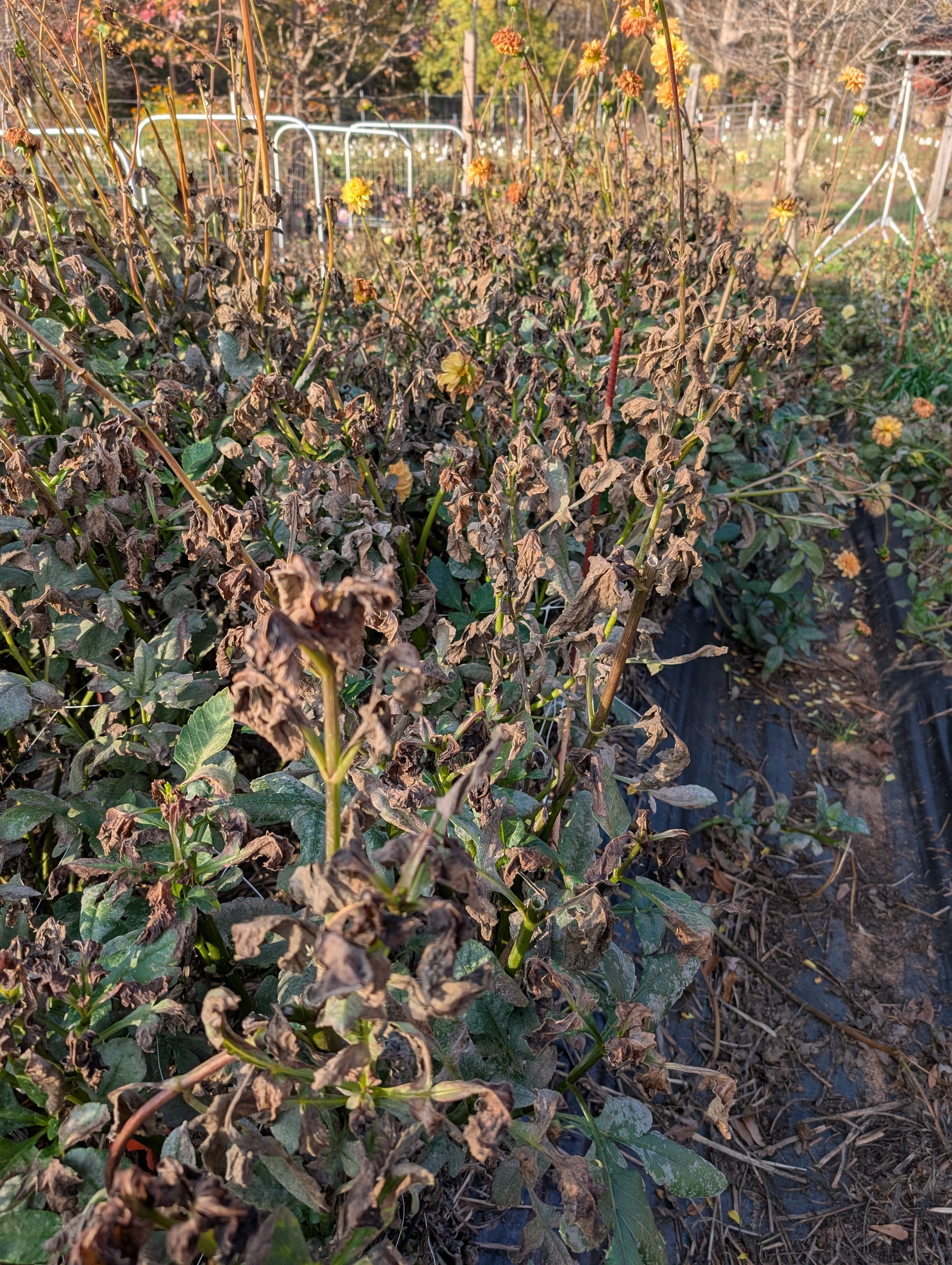 Nov 9, first hard frost