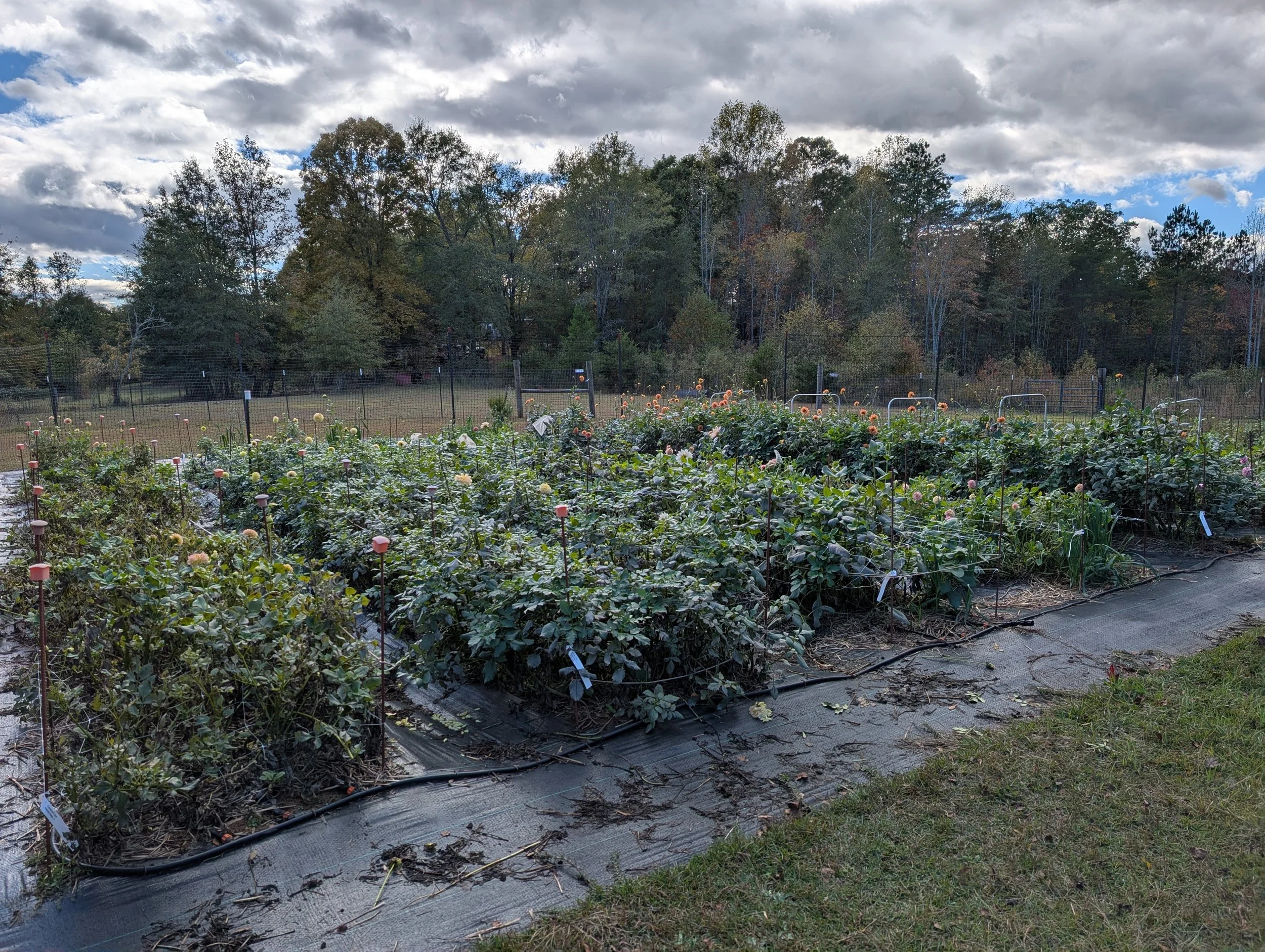 End of October, almost to first frost