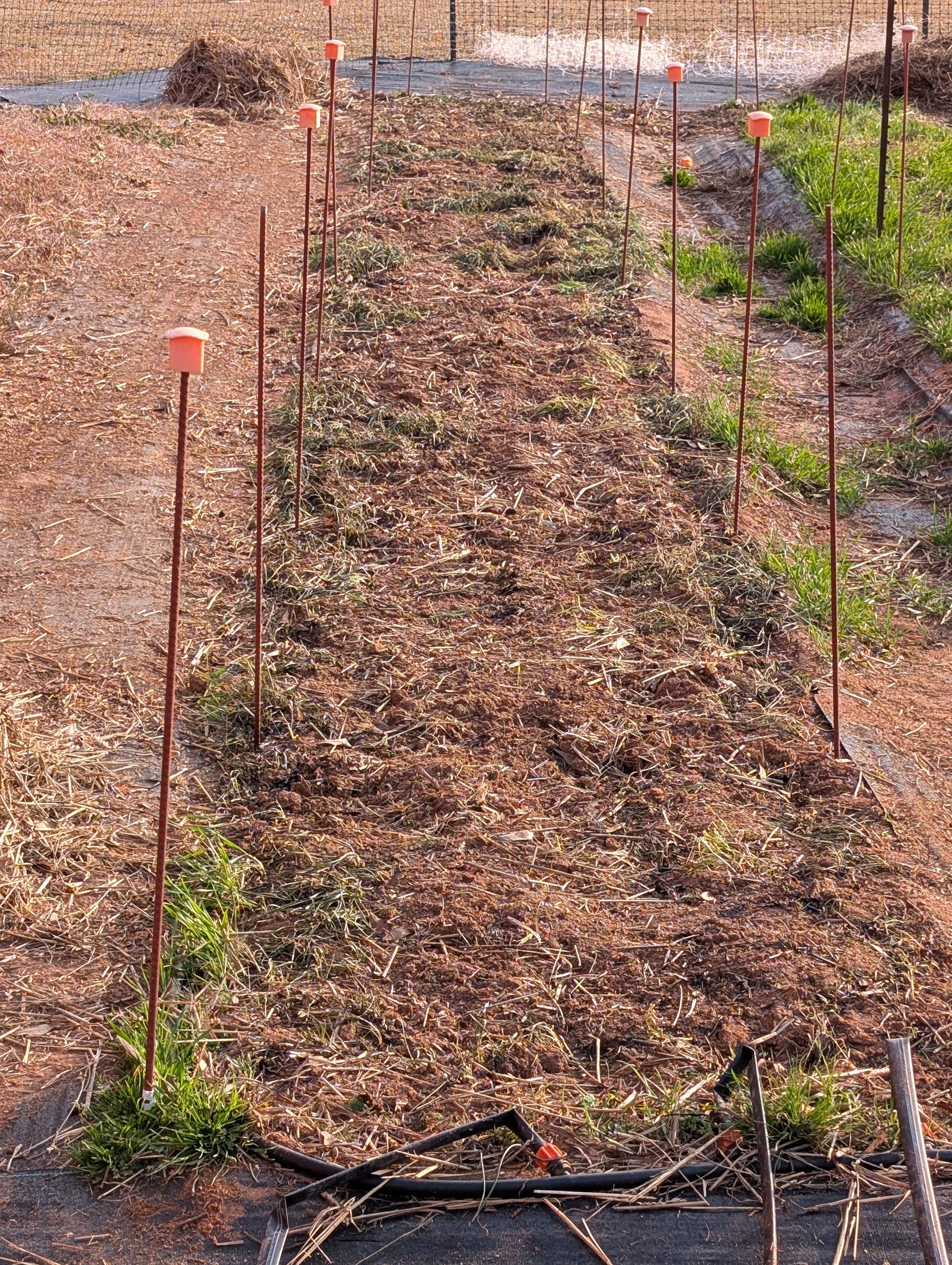 Slow but effective weed removal method