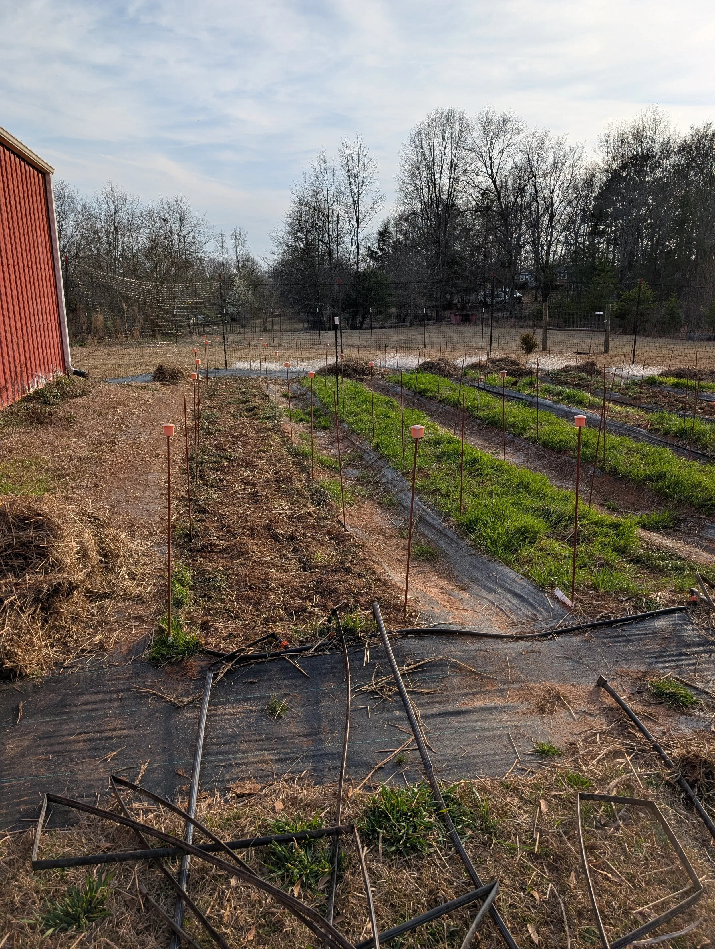 Beginning the flame weeding process