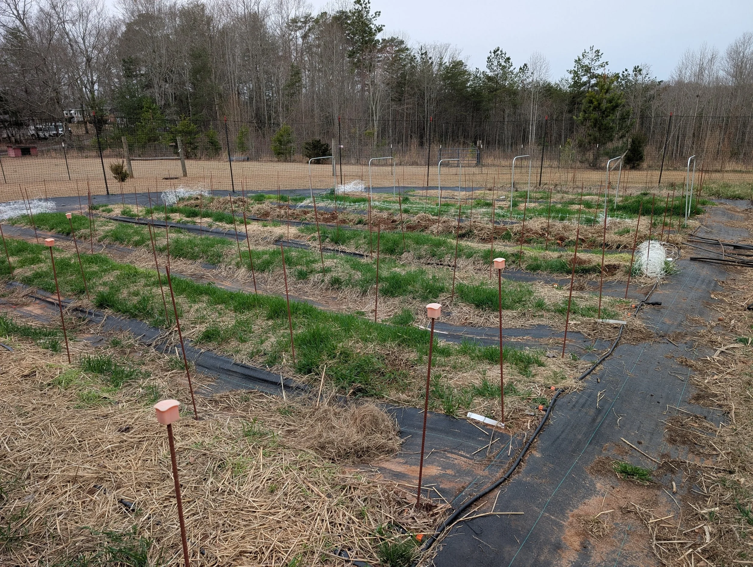 Healthy of crop of weeds after removing the fabric