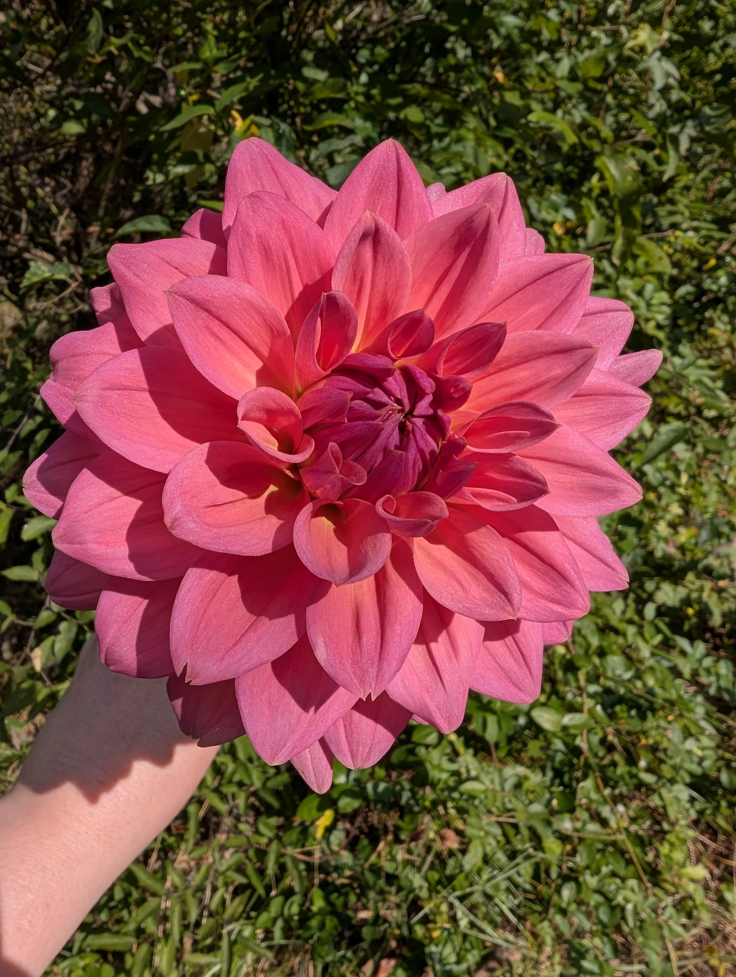 PXL_20250918_181837510 (1).jpg