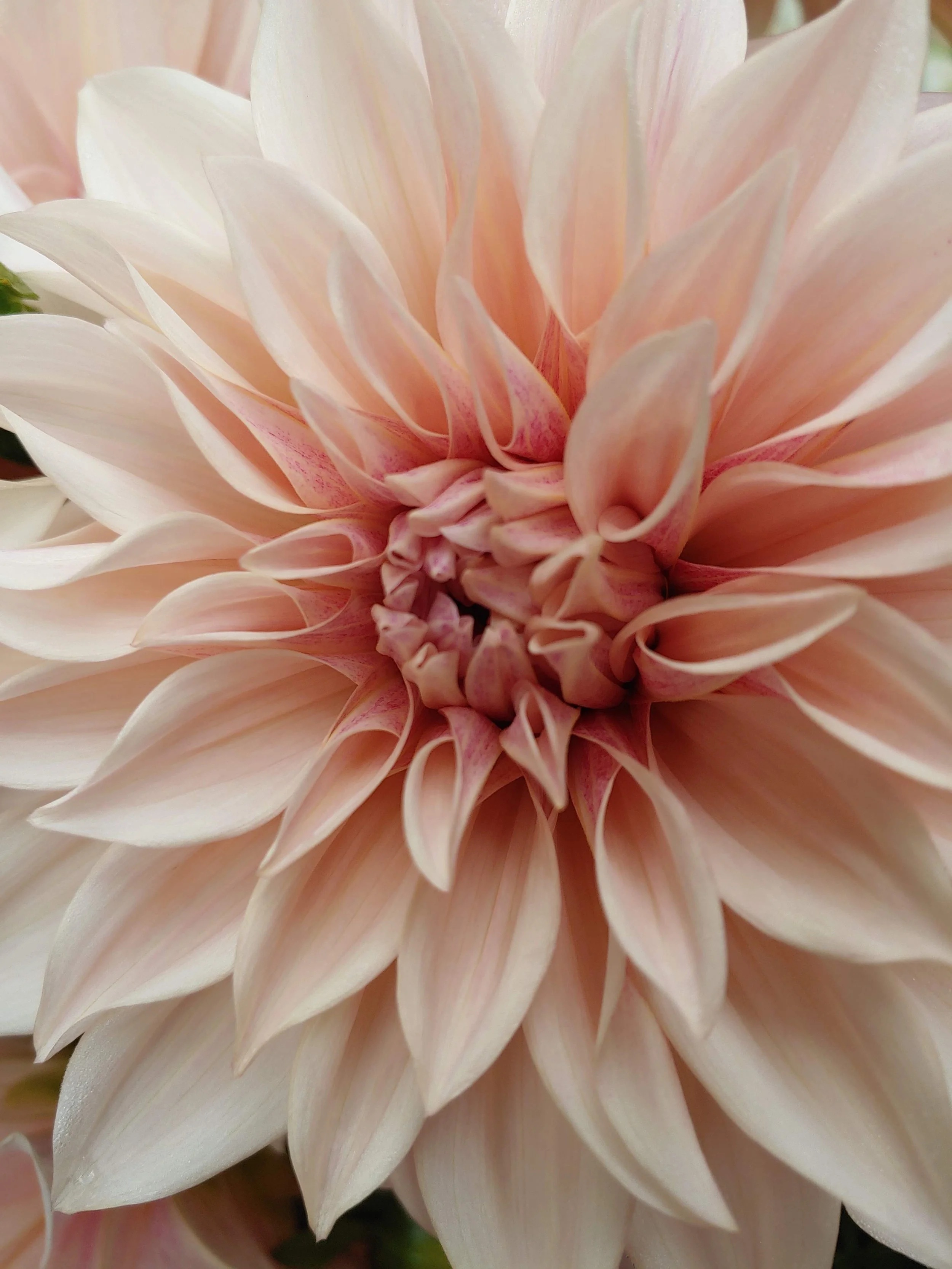 Potted Dahlias- Local Pick Up Only