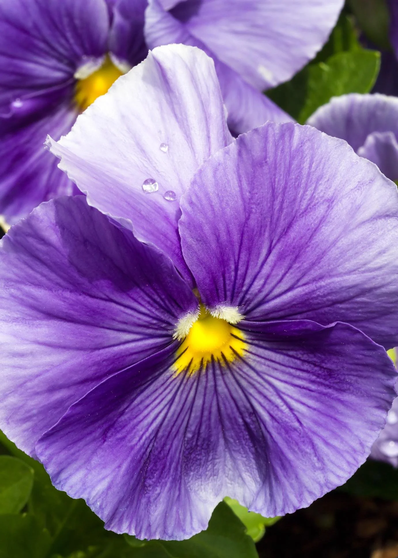 011636660-wet-purple-pansy-flower.jpeg