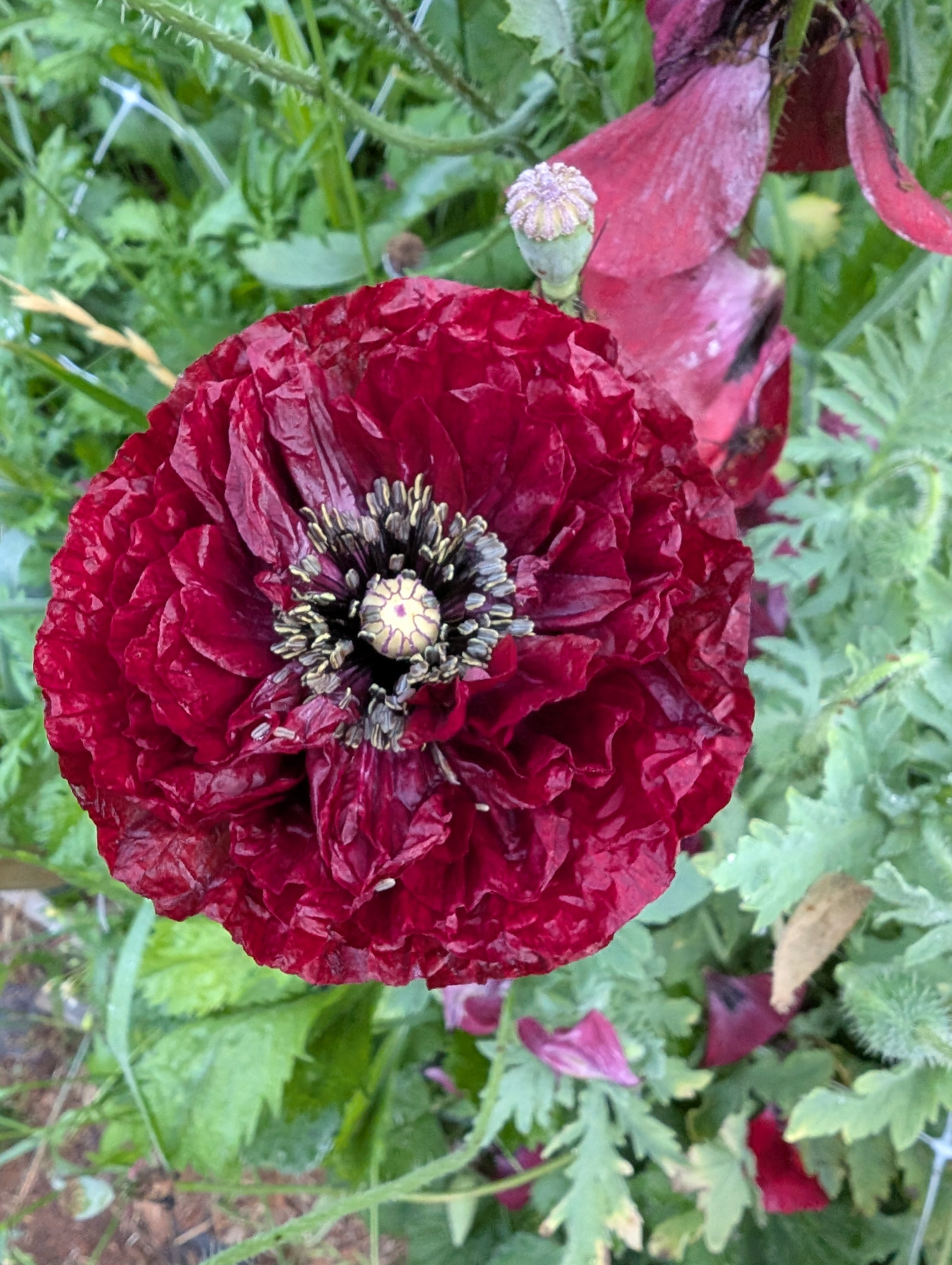 Poppy Pandora