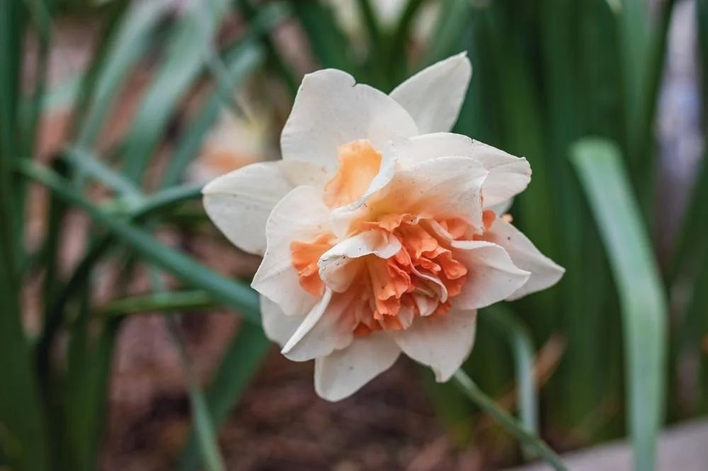 152837488-daffodil-flower-blurry-backgro.jpeg