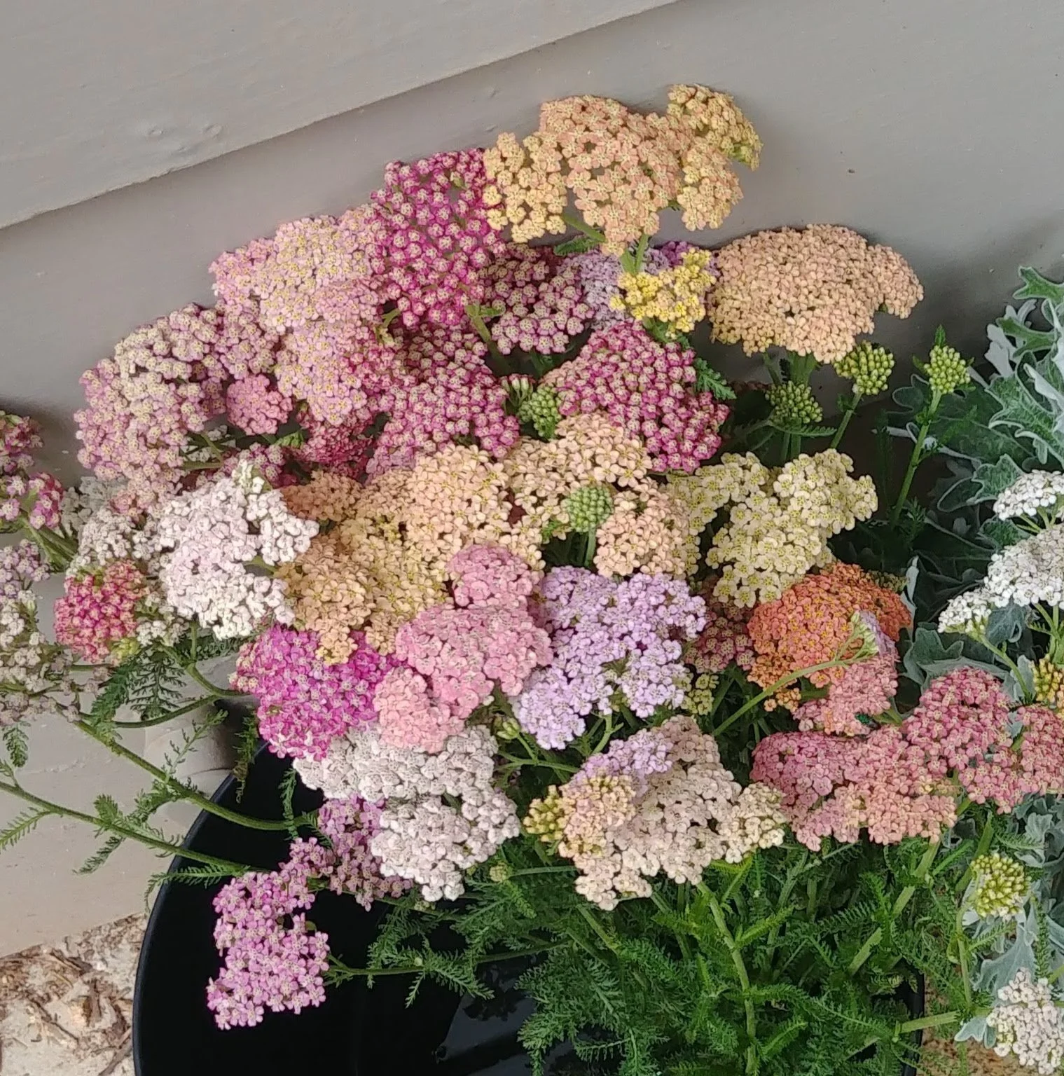 20180531_101739.jpg