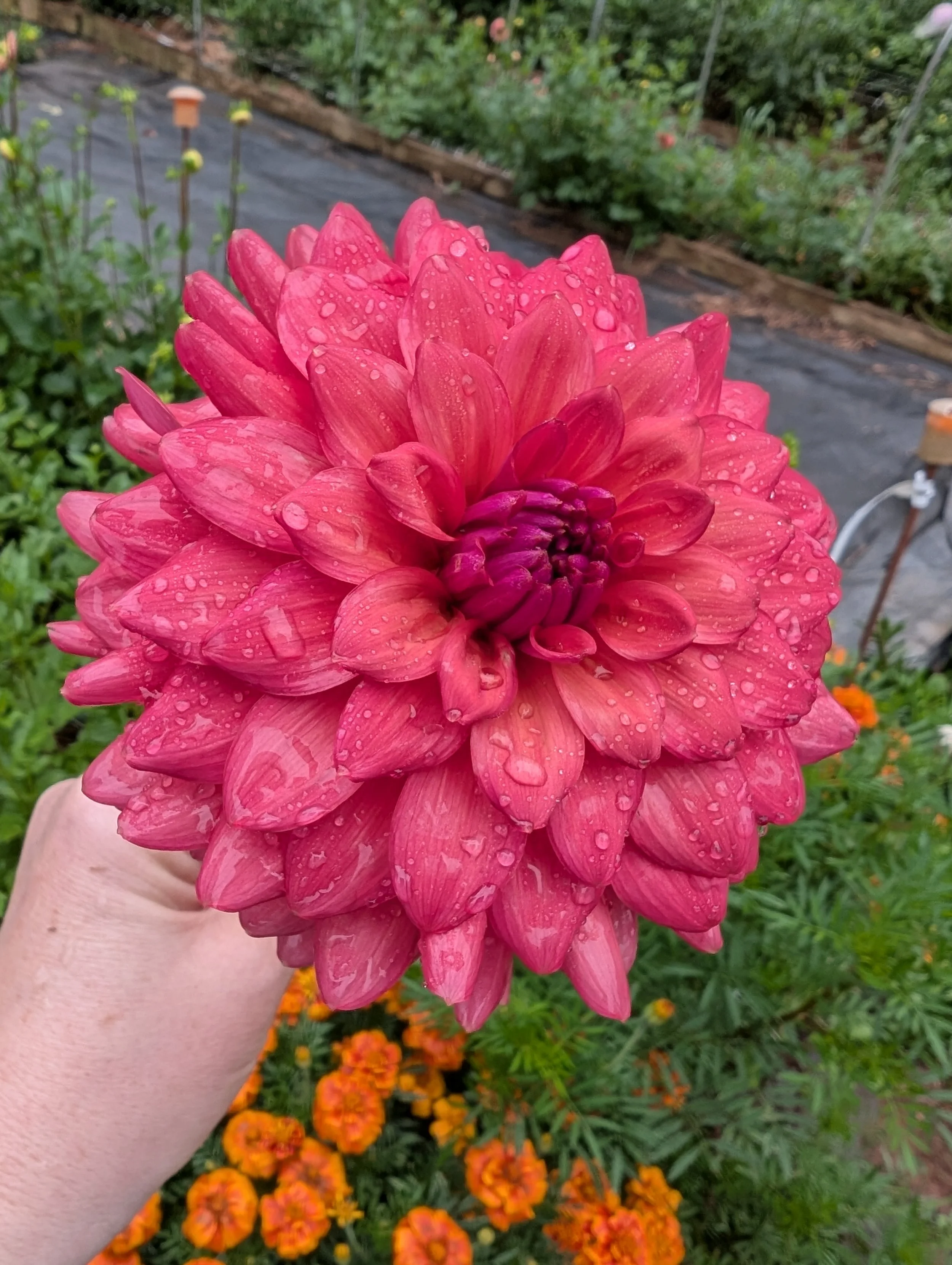 Various Varieties we haven't sold yet this season.....