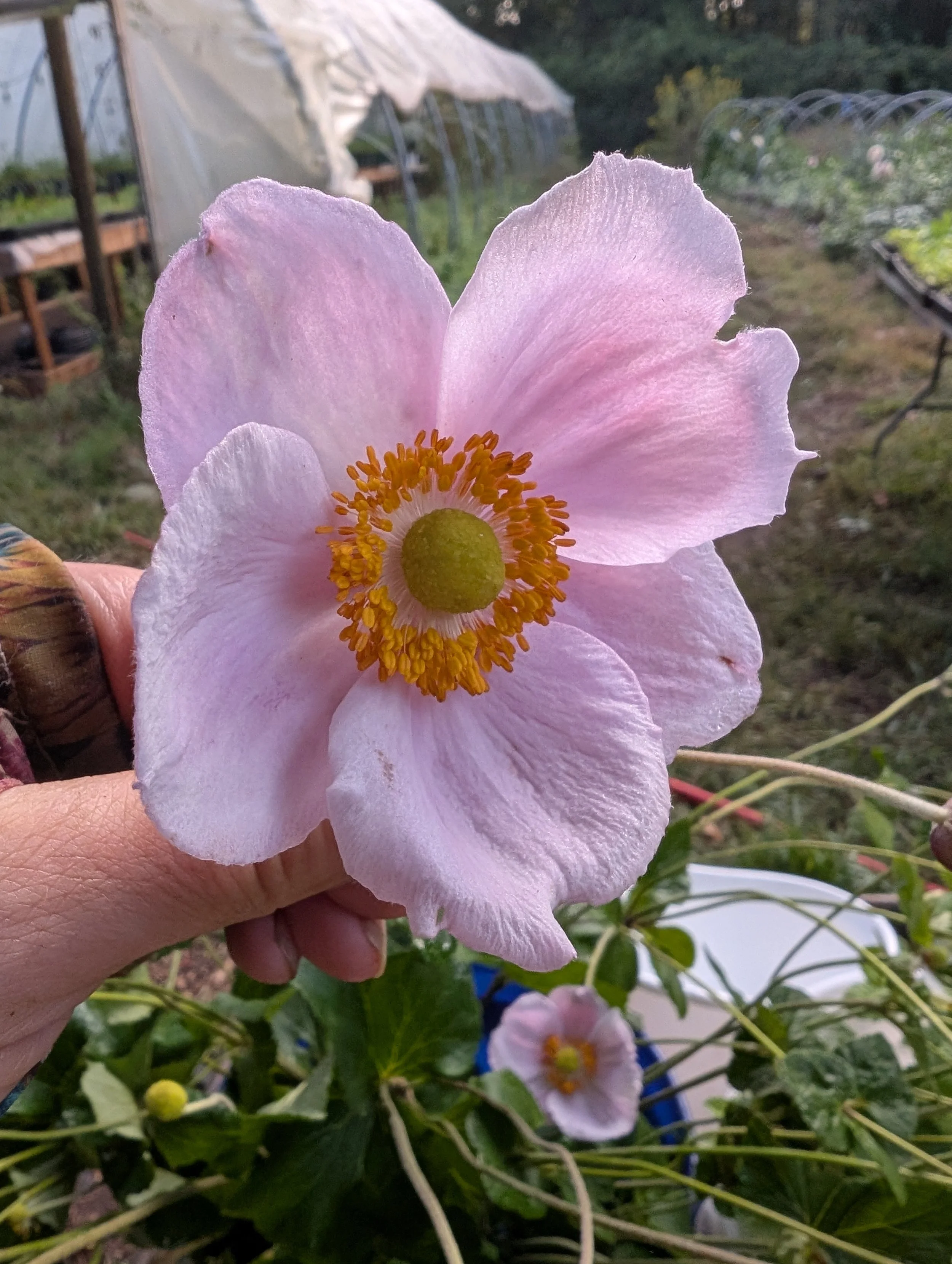 Japanese Anemone- September Charm