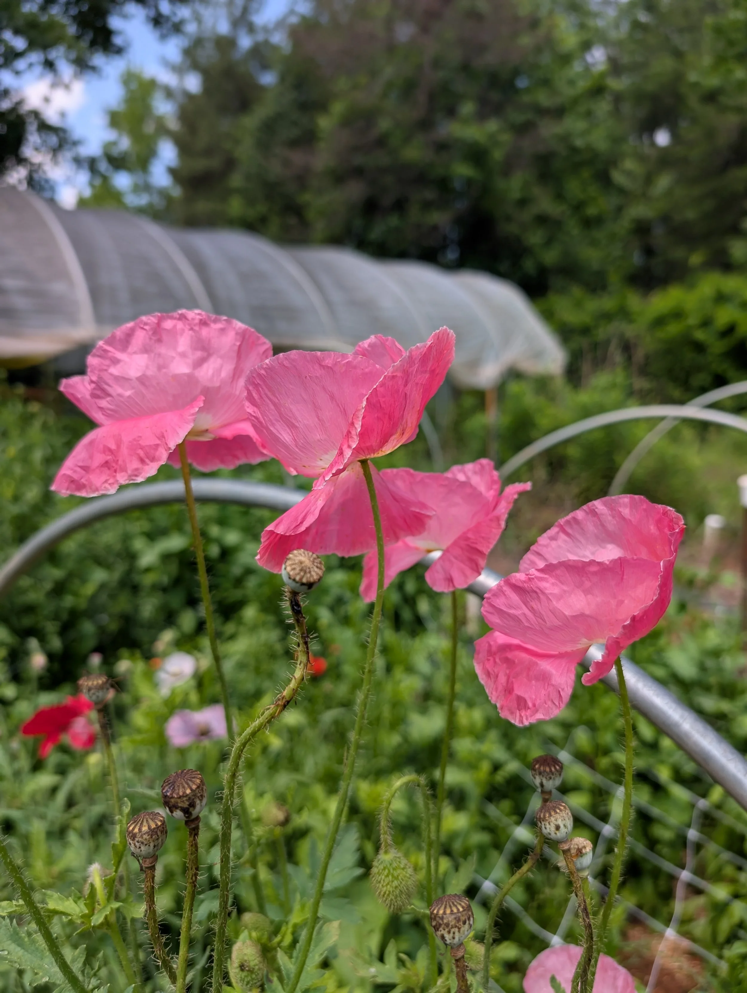 Poppy Falling In Love