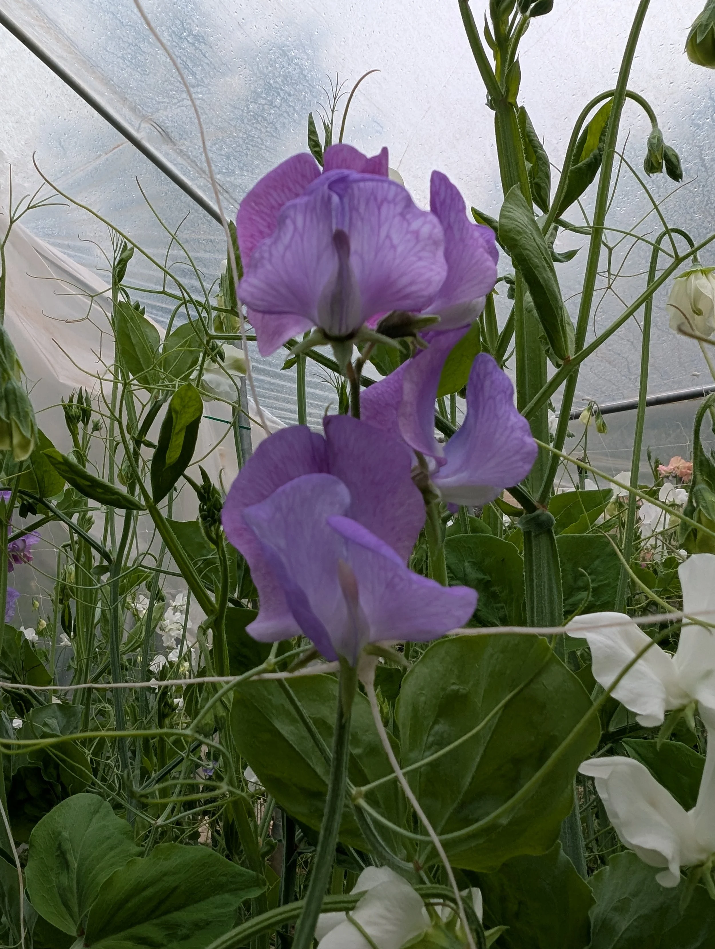 PXL_20250425_191518227.jpg