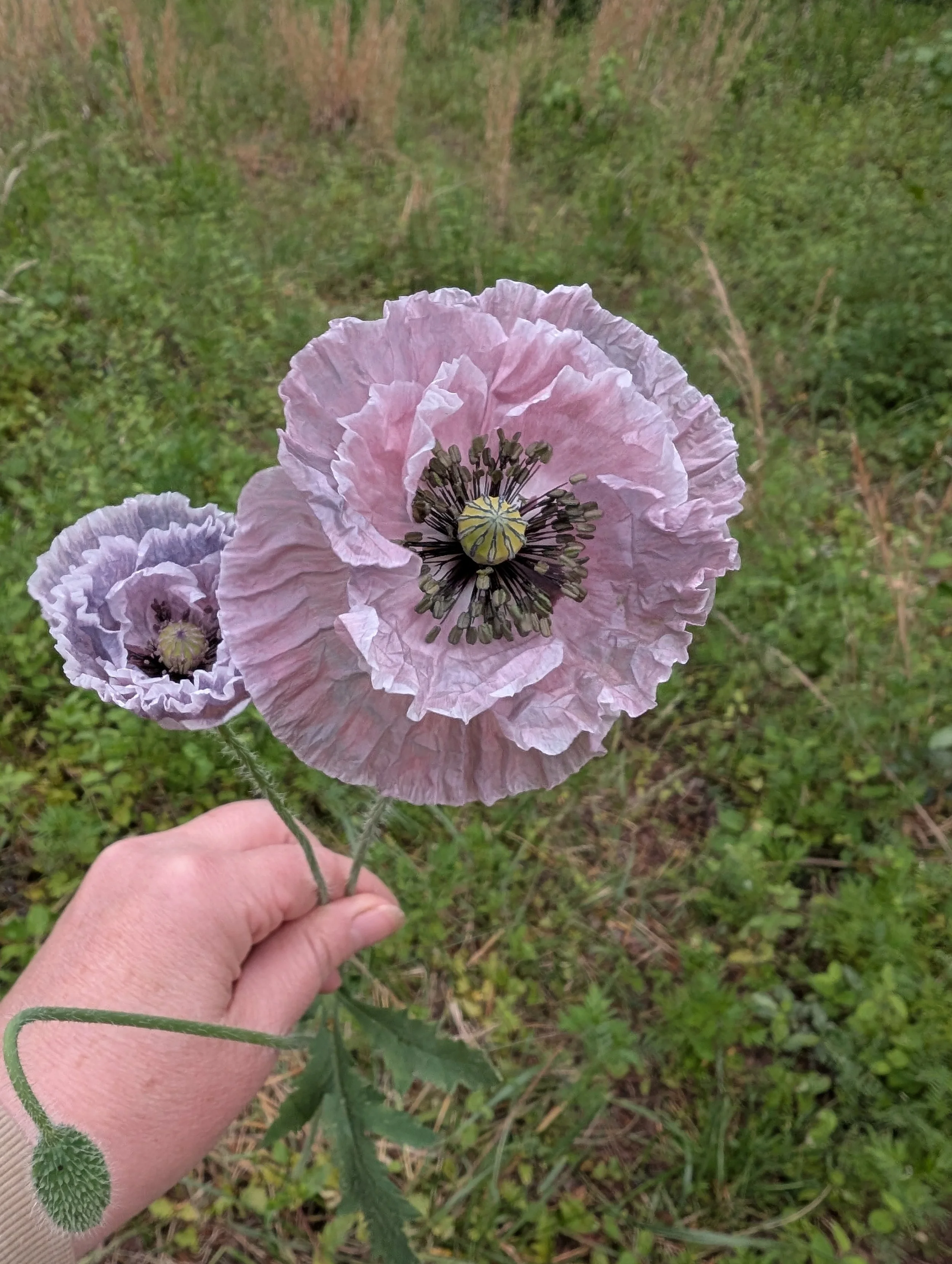 Poppy Amazing Grey