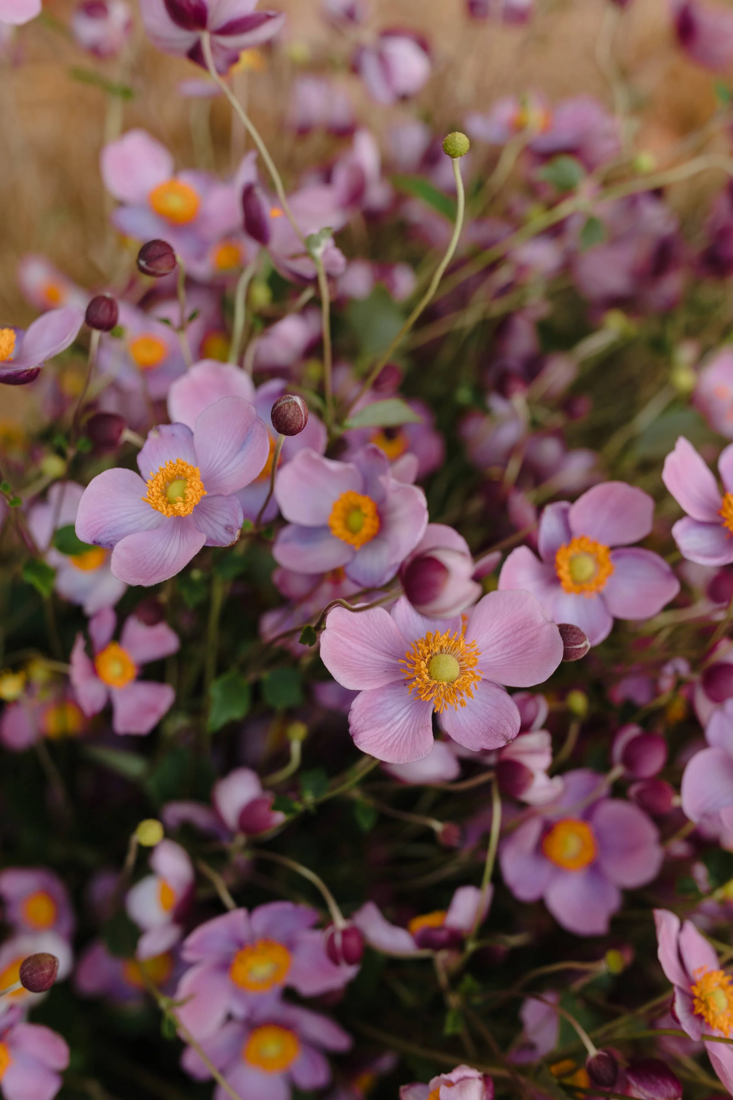 Japanese Anemone- Robustissima