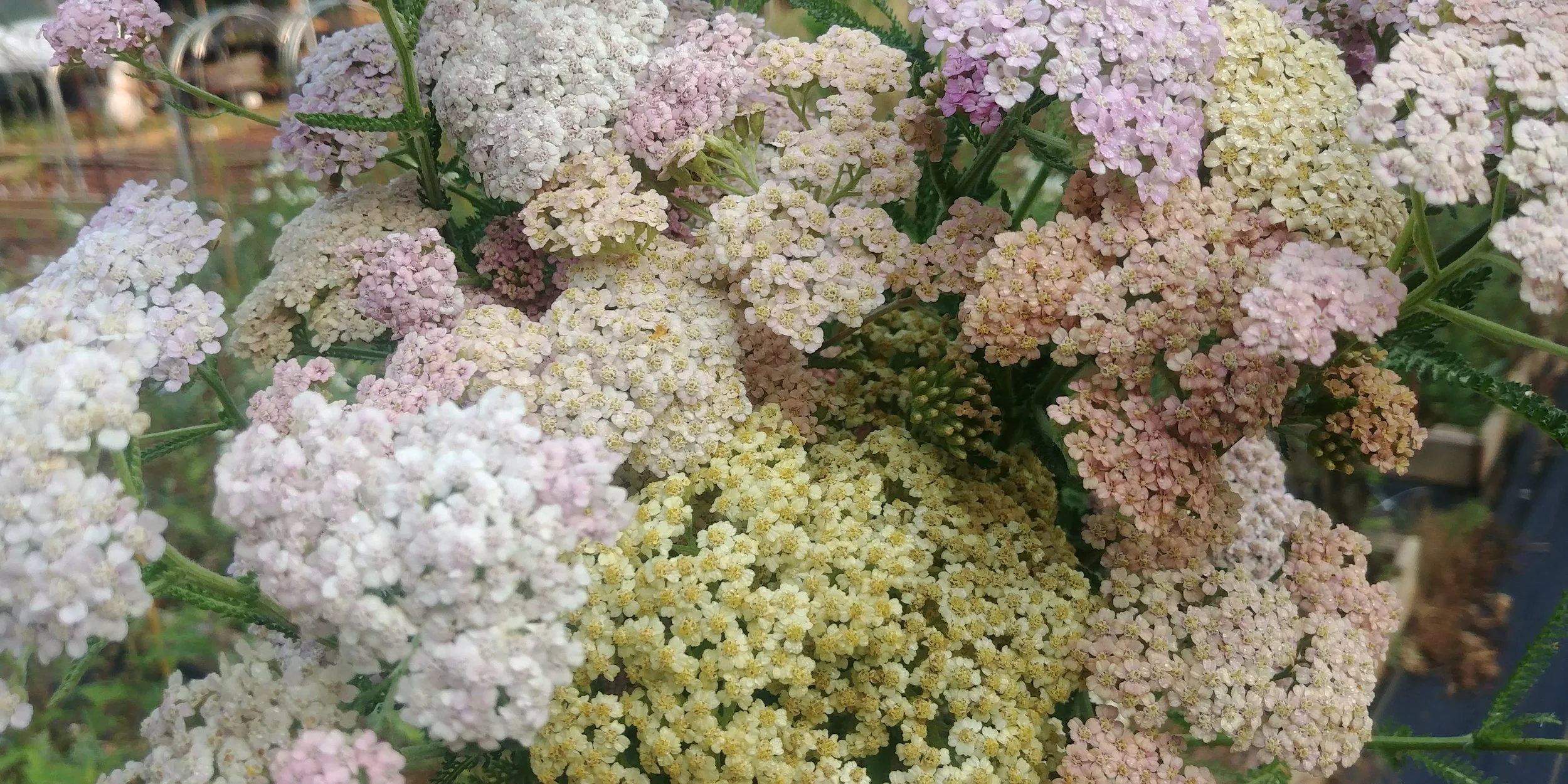20190603_080233.jpg