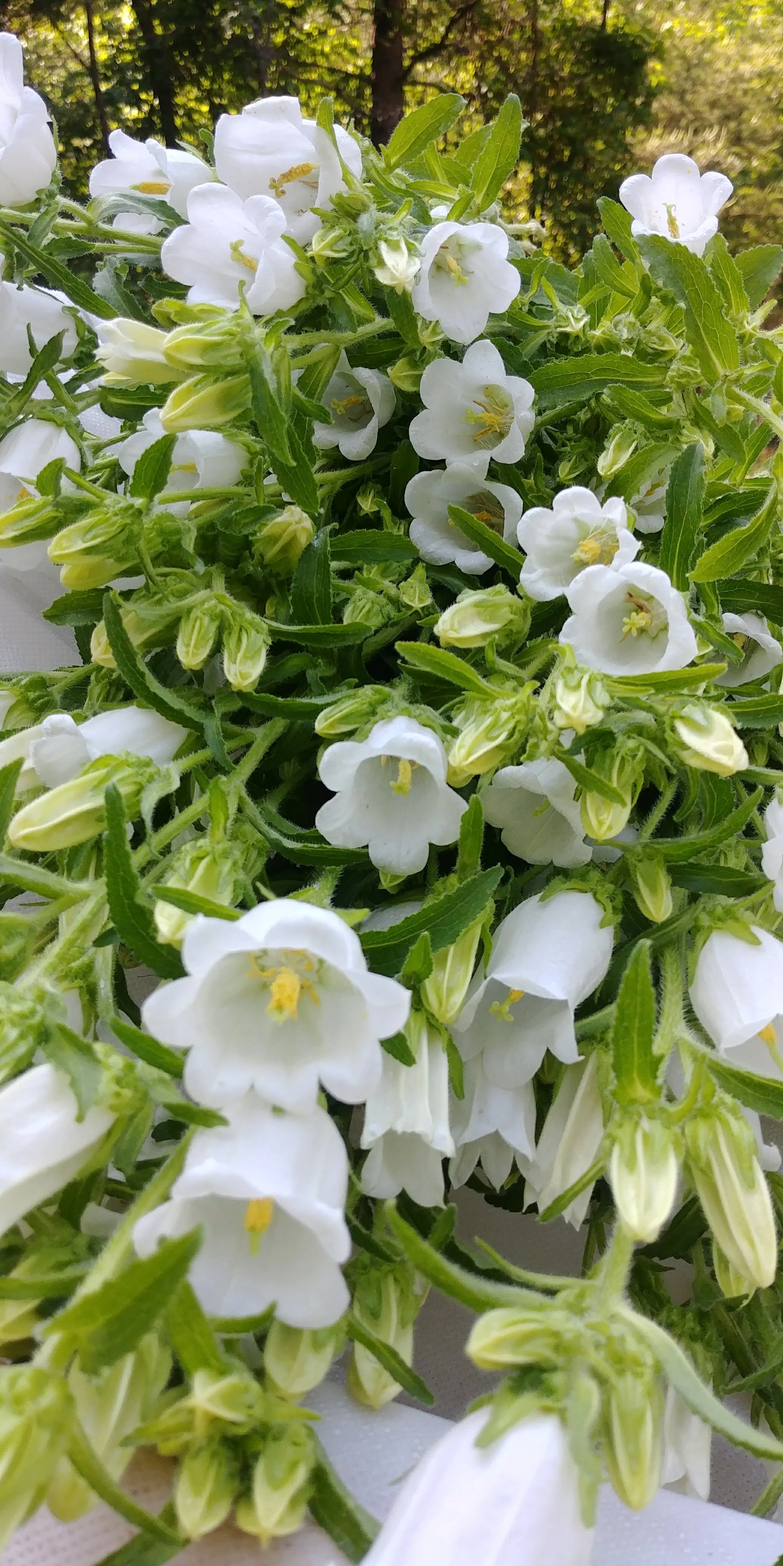 20180513_094011.jpg