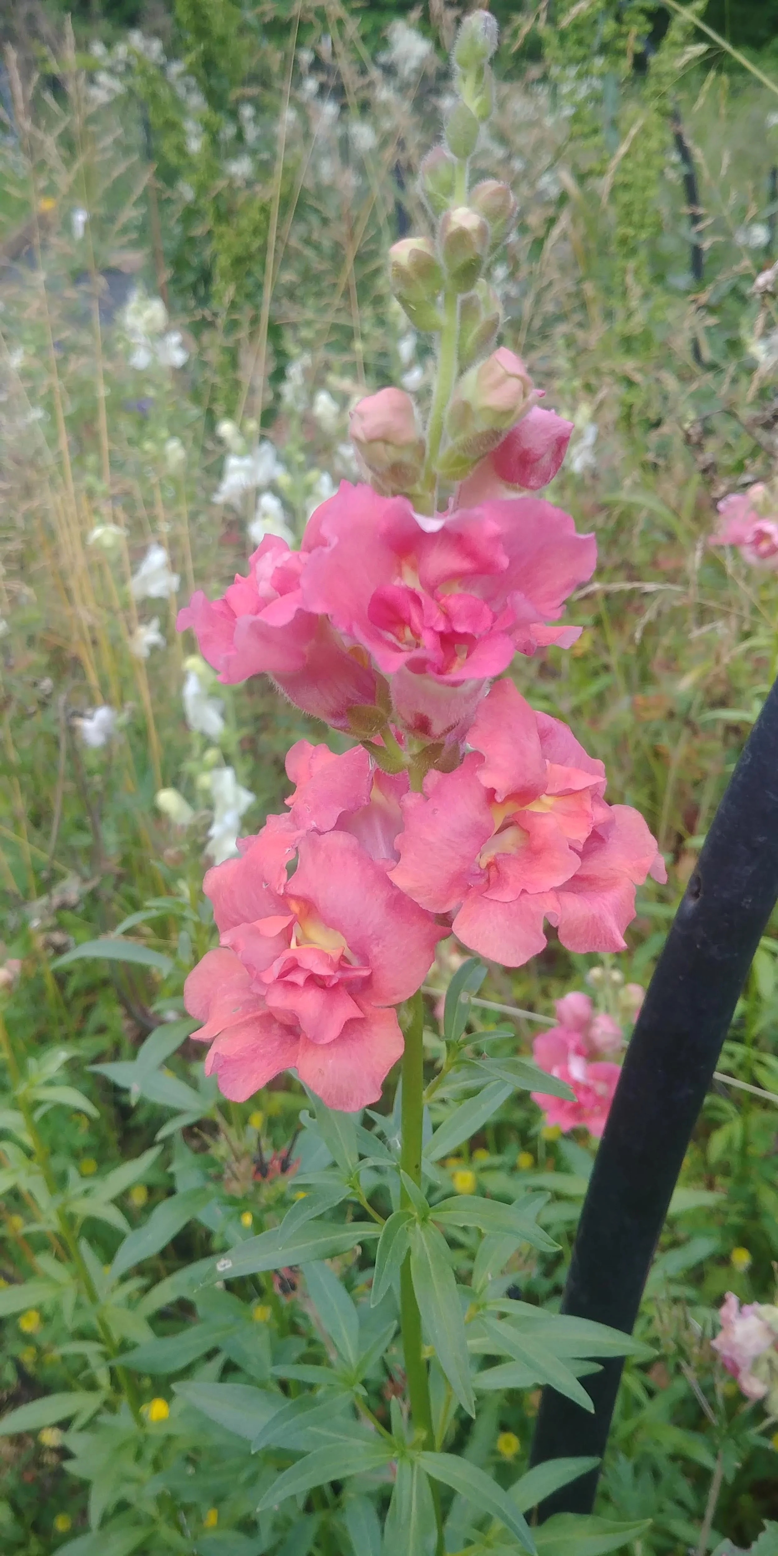 20190519_183751.jpg
