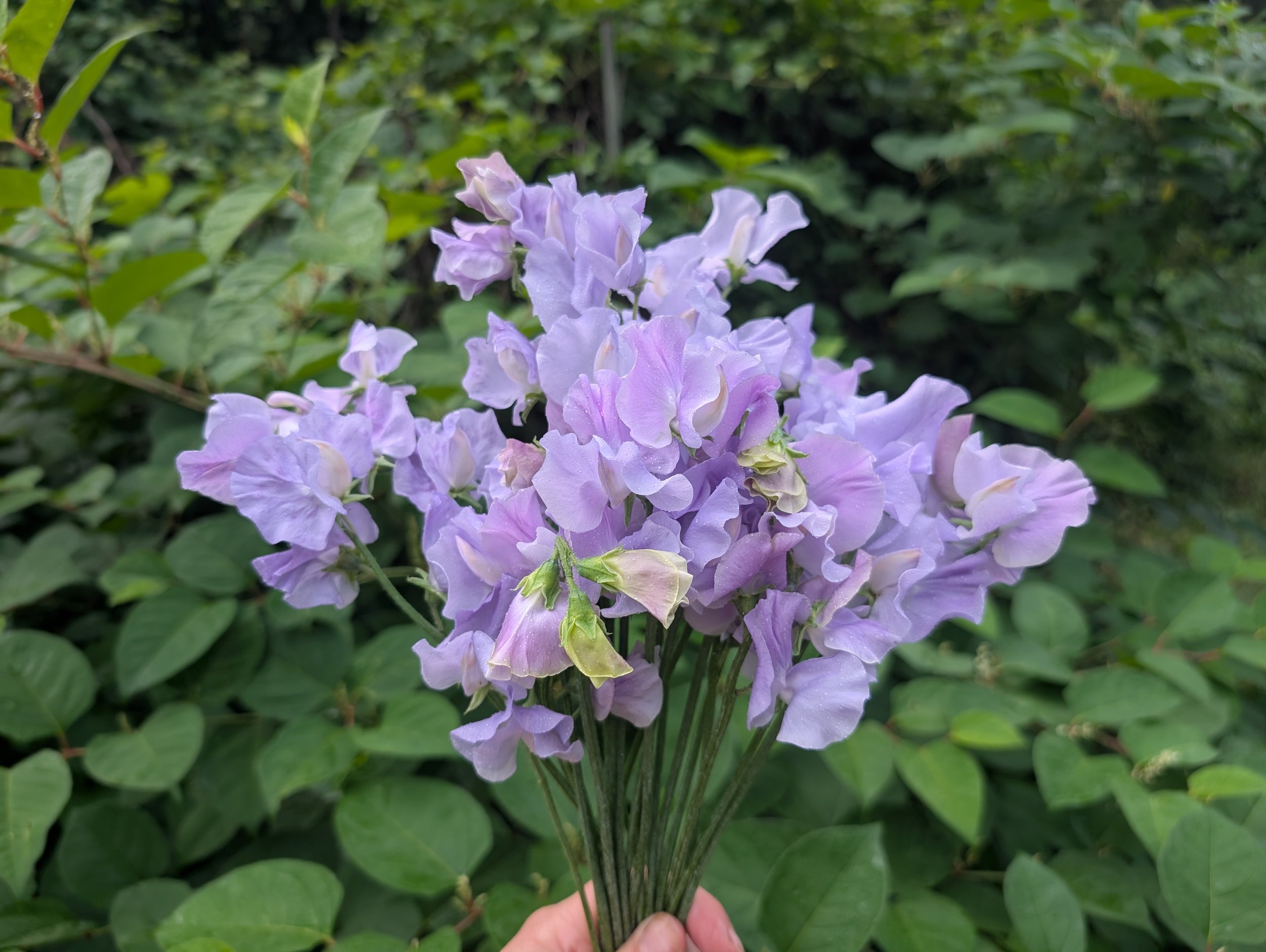 Sweet Peas: Purples & Blues