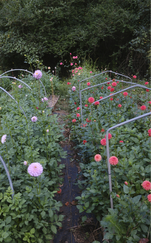 photo resizing (3).png