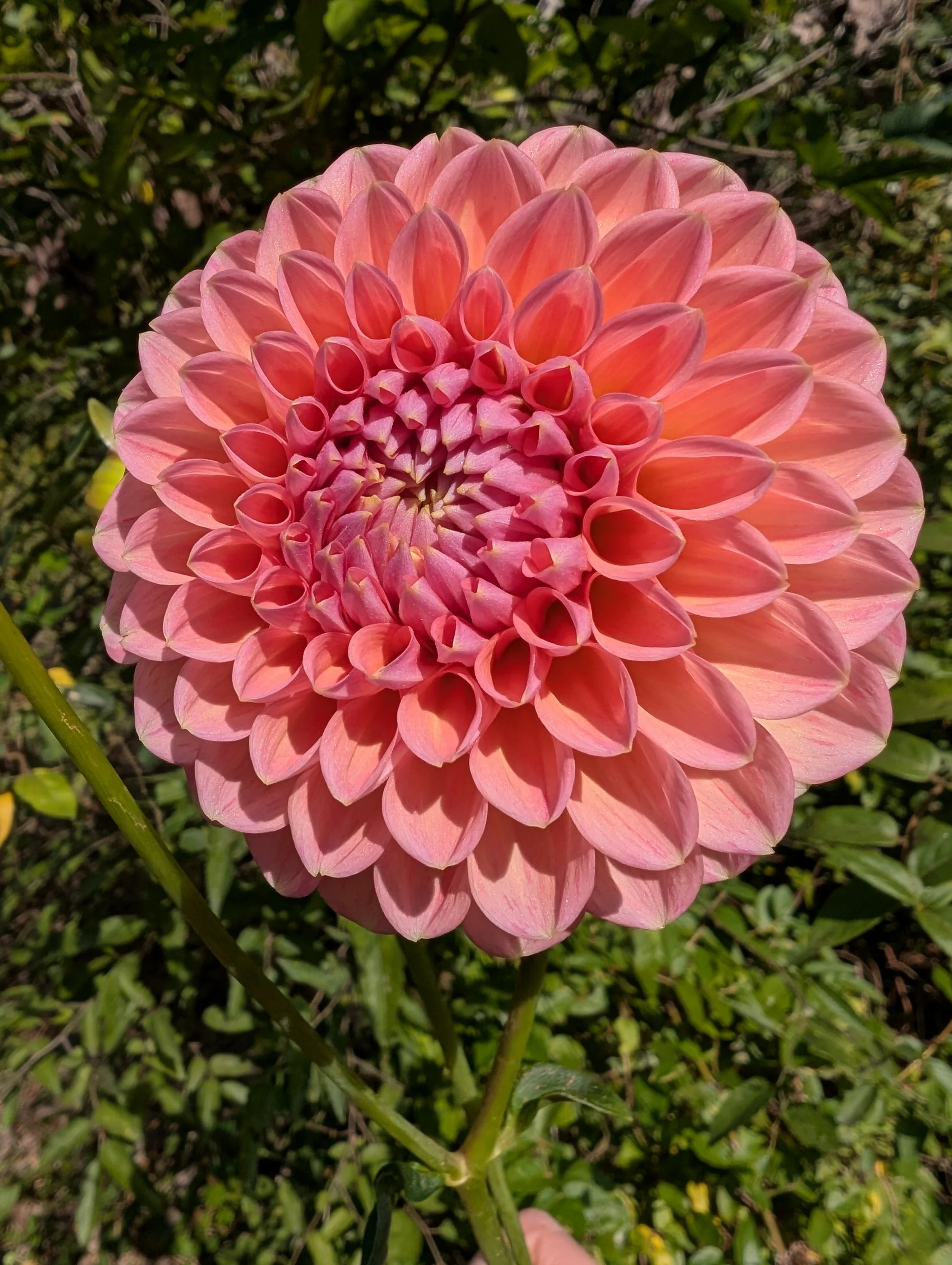 PXL_20250918_182053800.jpg
