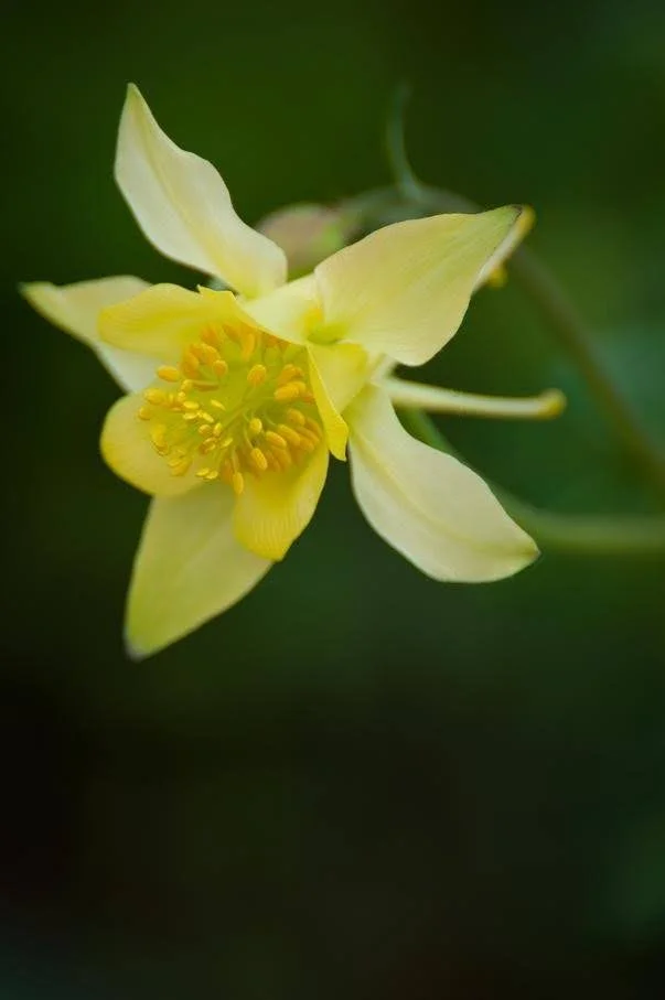 Columbines