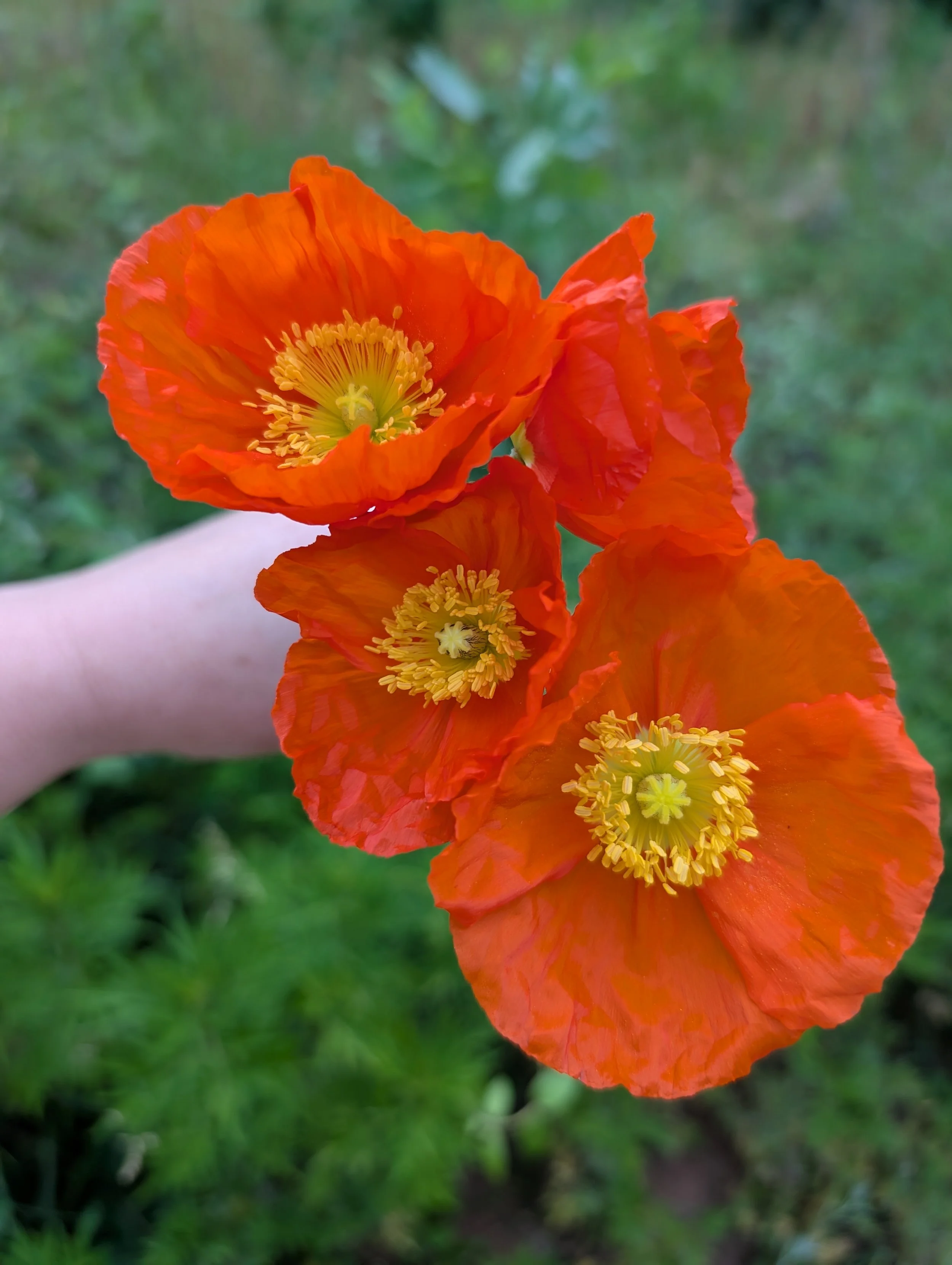 Poppy Champagne Bubbles