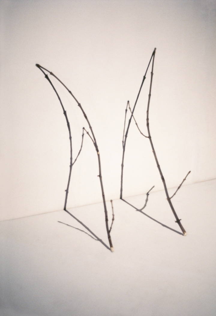 Dibujo #5 / Drawing #5_Ramillas y lápiz / Twigs and pencil
