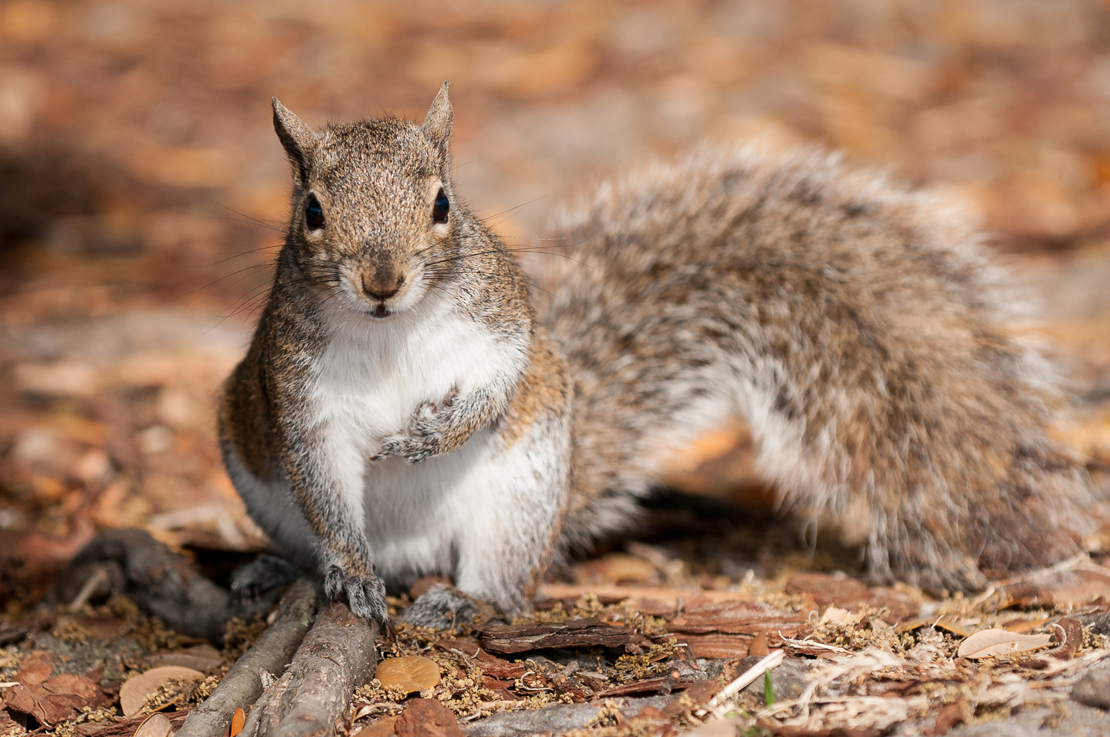 Squirrel, Lake Eola