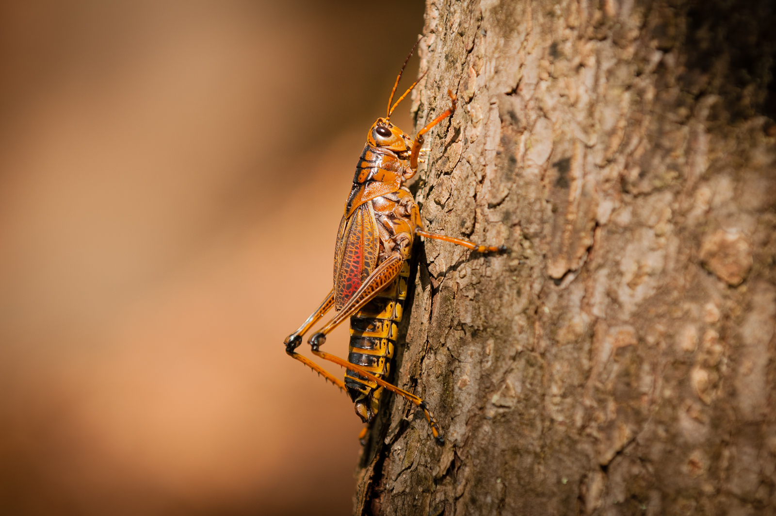 Giant Orange Grasshopper
