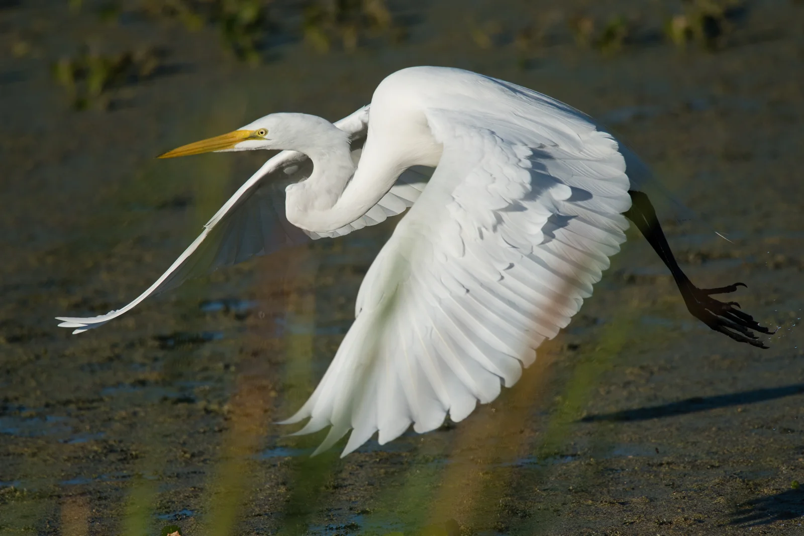 Great Egret