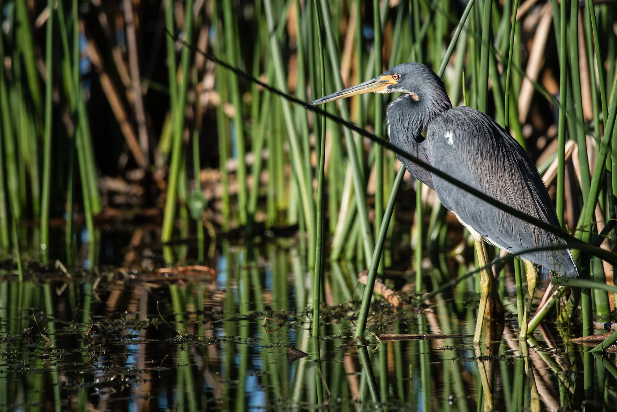 DSC_0555.jpg