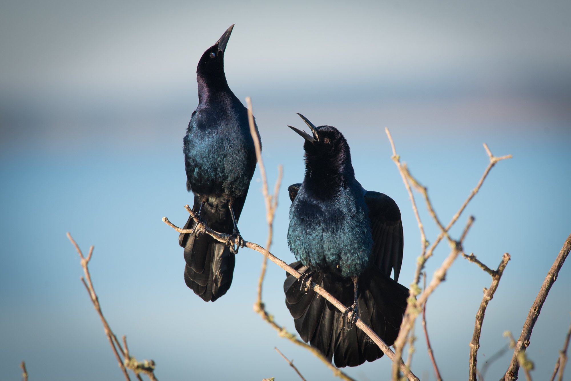  Grackles 