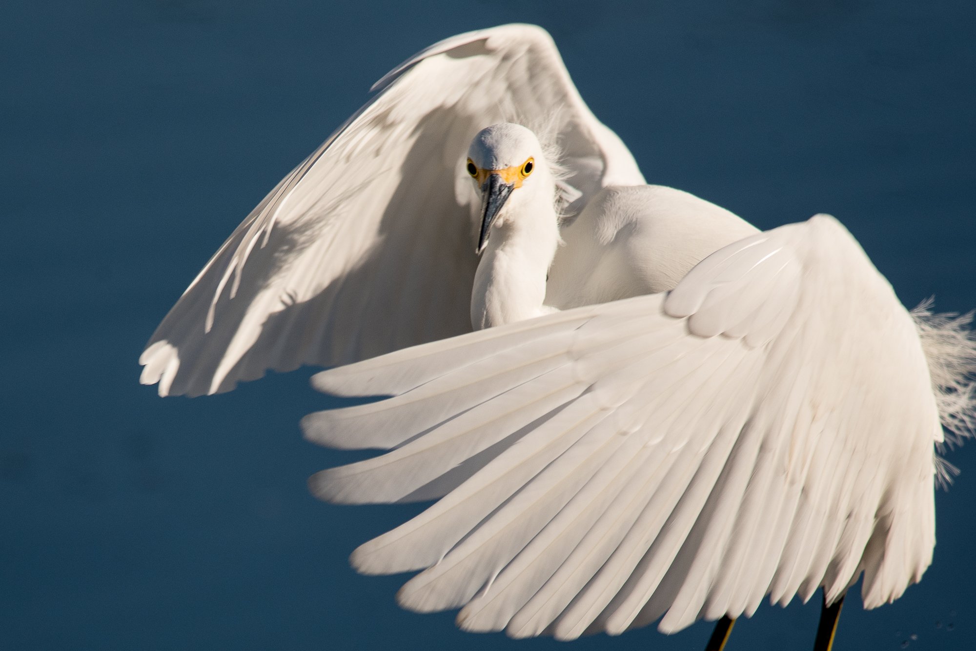  Snowy Egret 