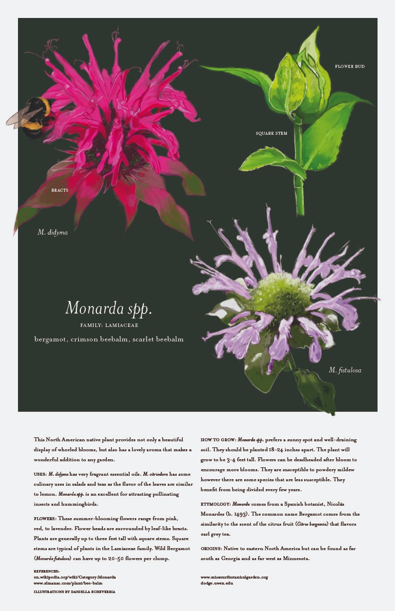 monarda-final.jpg