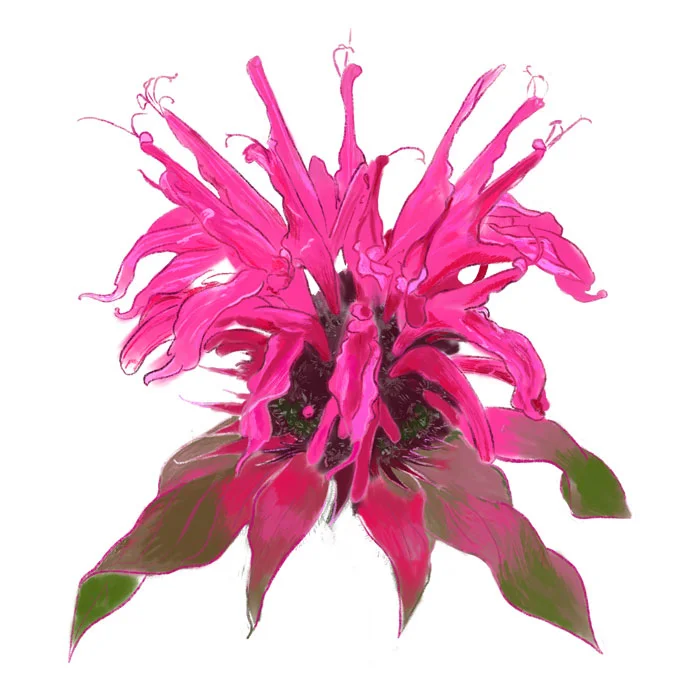 monarda-drawing.jpg