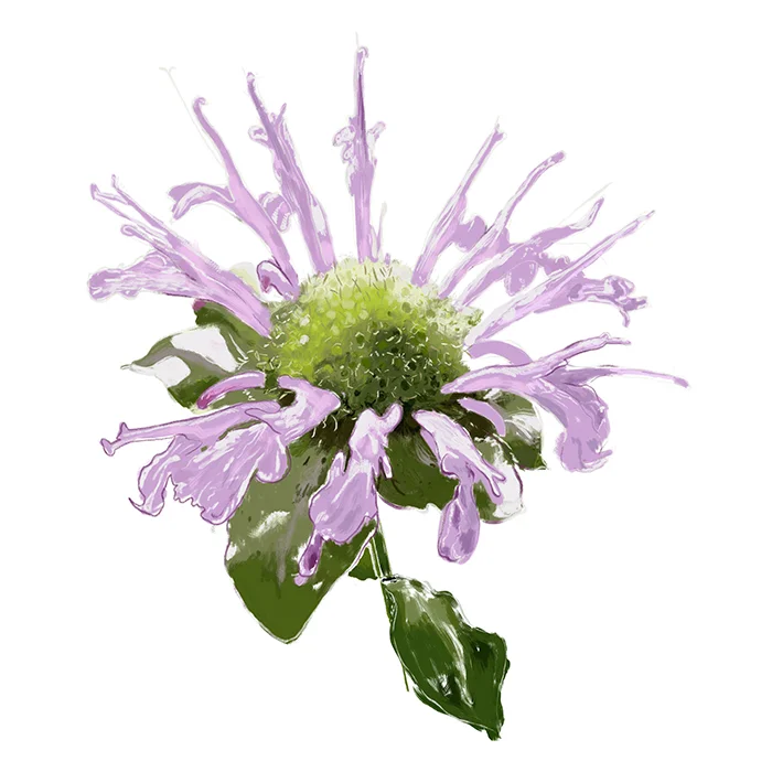 monarda-2.jpg
