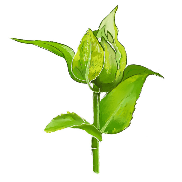 monarda-3-edit.jpg