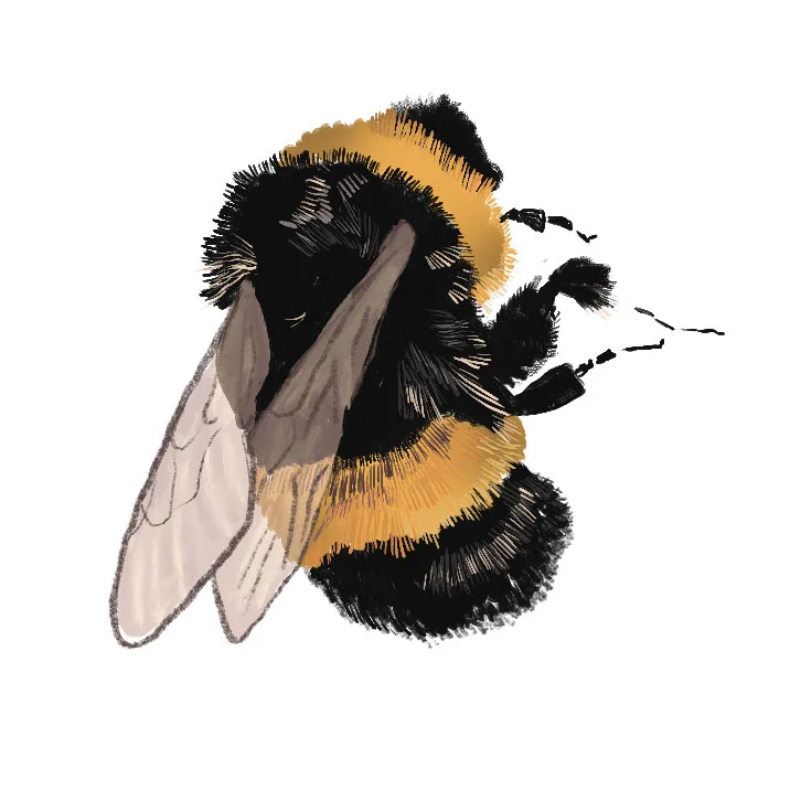 Bumblebee.jpg