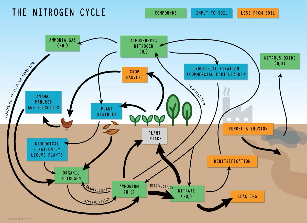 nitrogen-cycle-soils-echeverria.jpg