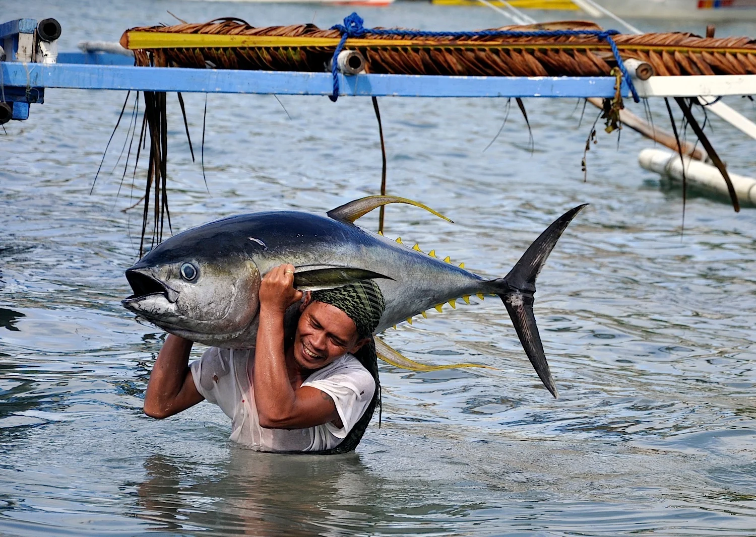 One in three tuna are caught in the Indo-Pacific Region. To ease pressure on flagging stocks while retaining profit, many fishermen are turning to low-impact systems. A yellowfin tuna handliner brings in the catch of the day in Mindoro, Philippines. (Photo by Gregg Yan)