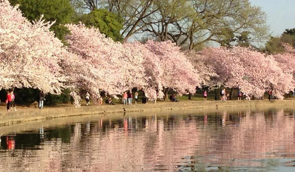 Cherry Blossoms in West Potomac Park, Washington, D.C., a legacy of former First Lady Helen Herron Taft (Photo by Sharon Tee)